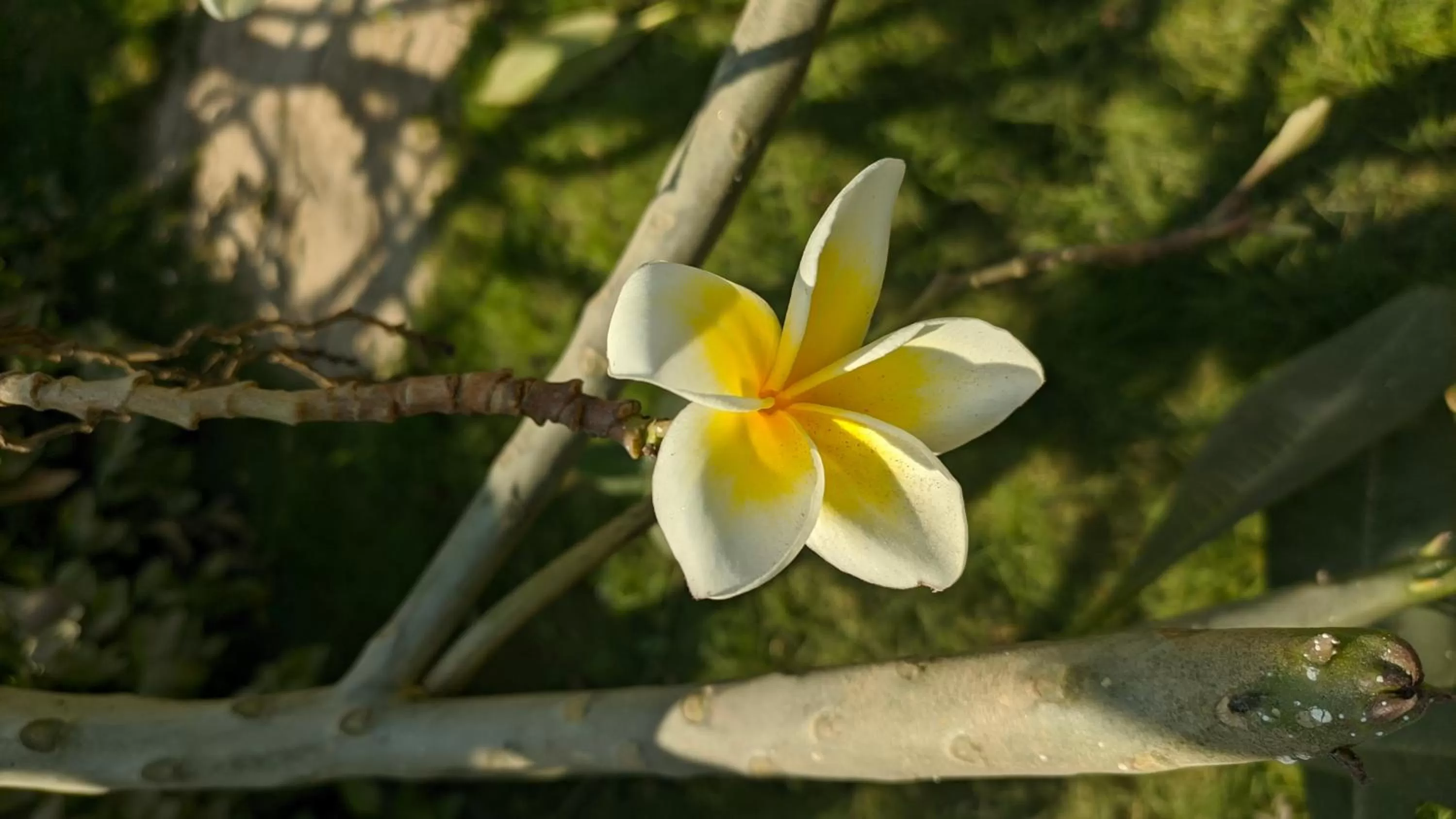 Garden in Kanthi Resorts Badami