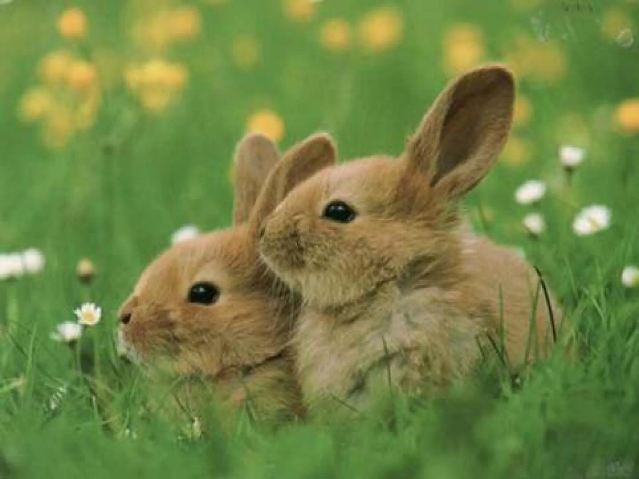 Other, Other Animals in loftOtel canet