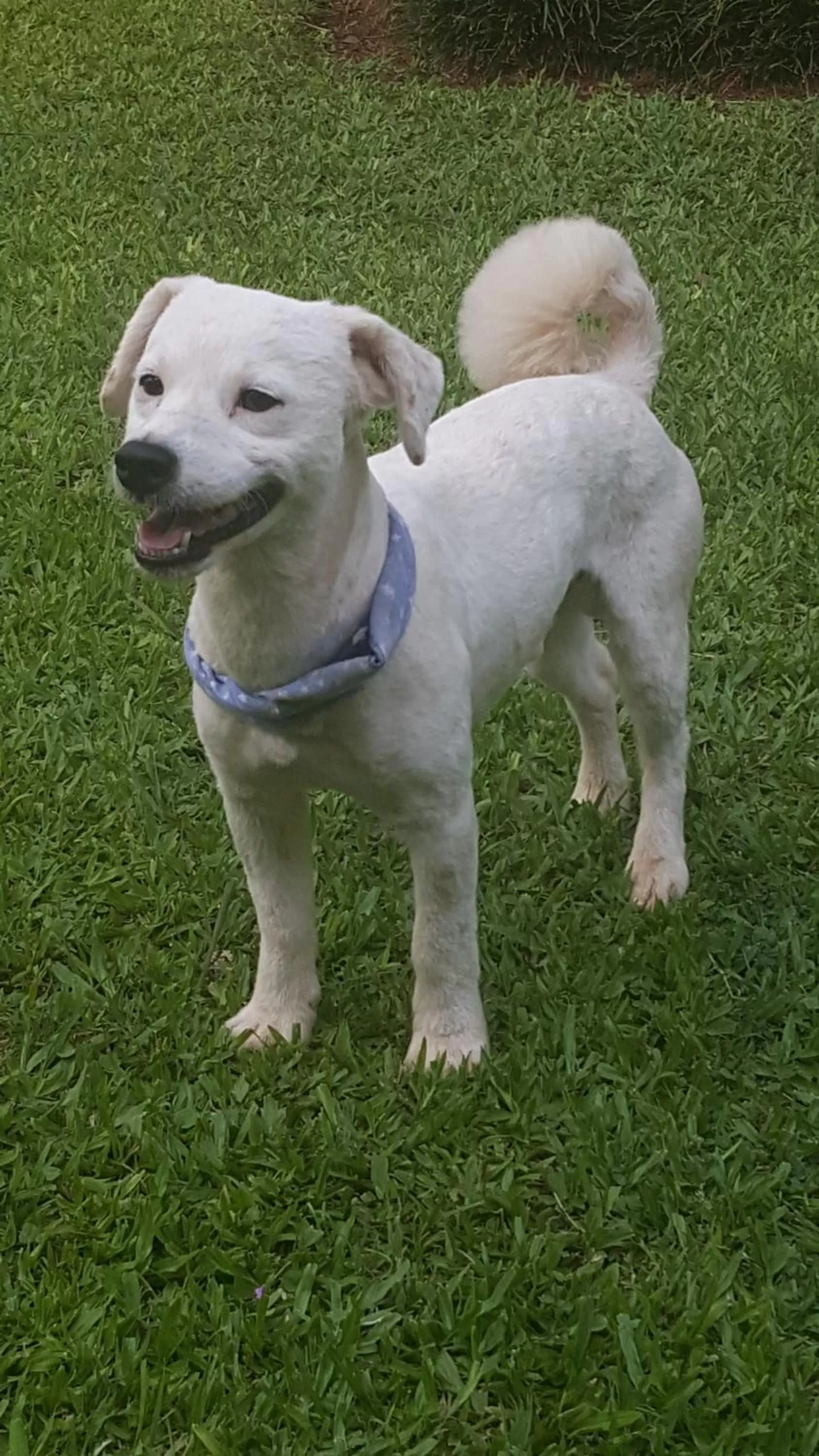 Pets in Las Orquideas Parque Hotel