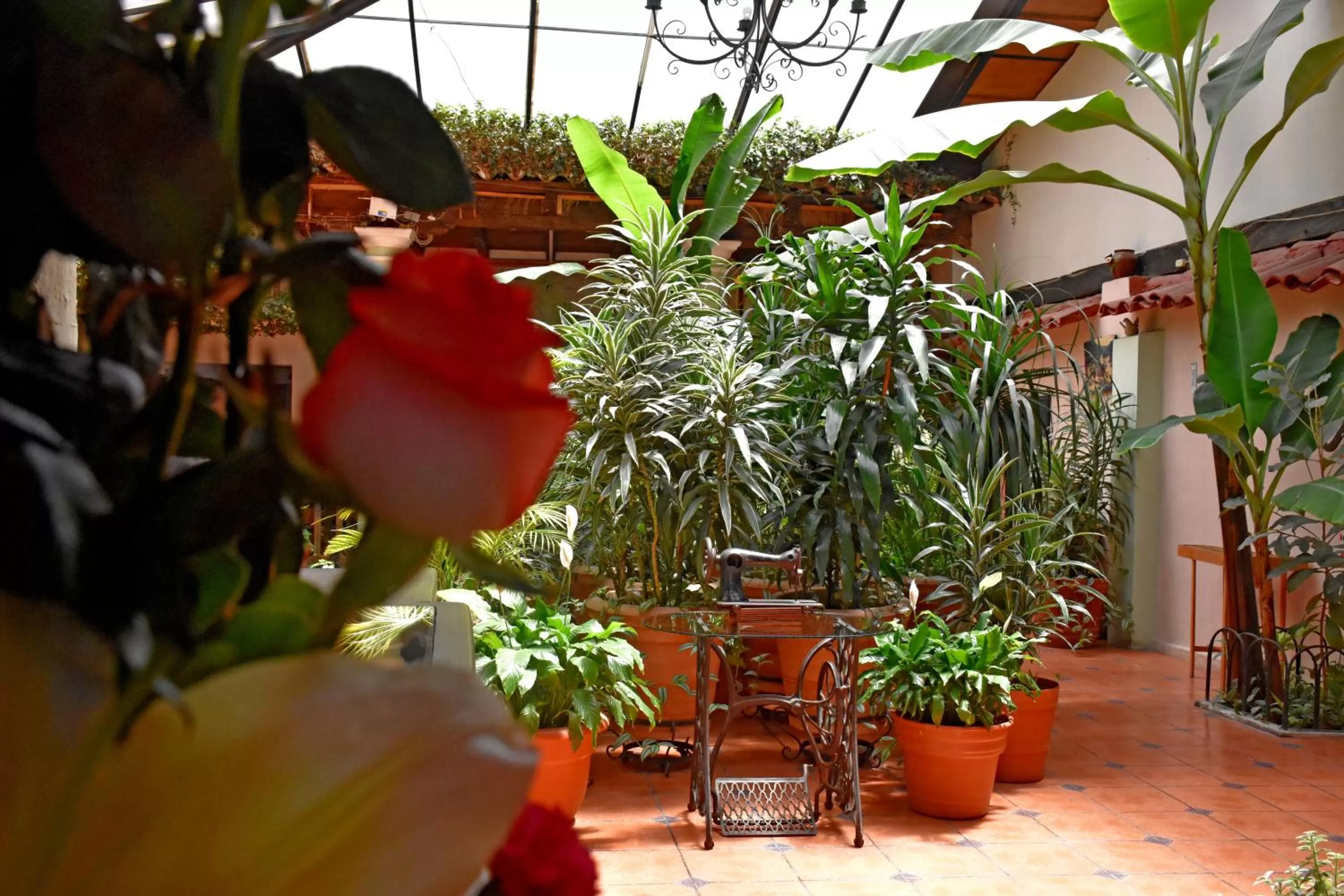 Garden in Hotel San Luis
