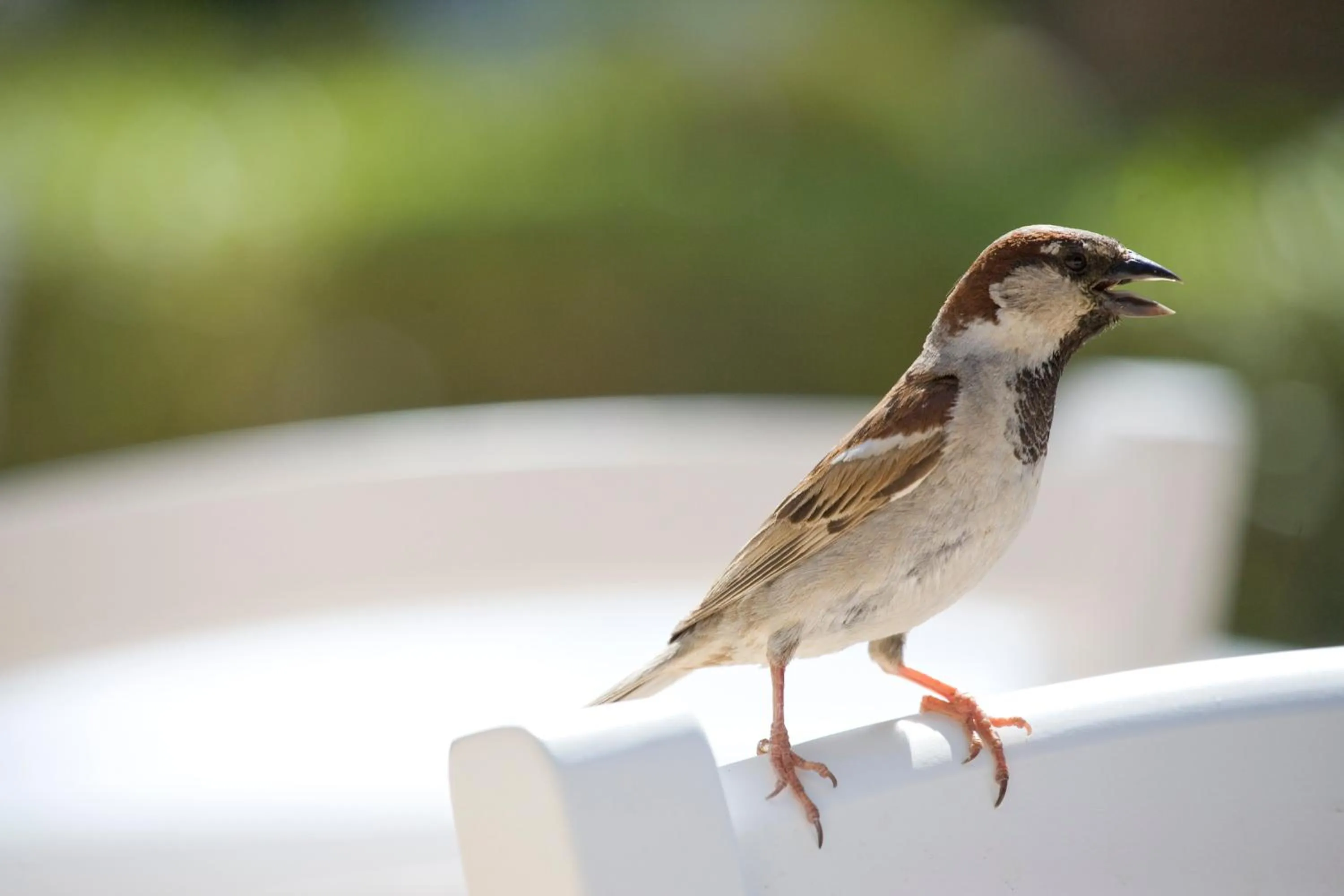 Other in Sandy Beach Hotel & Spa - ex Sentido