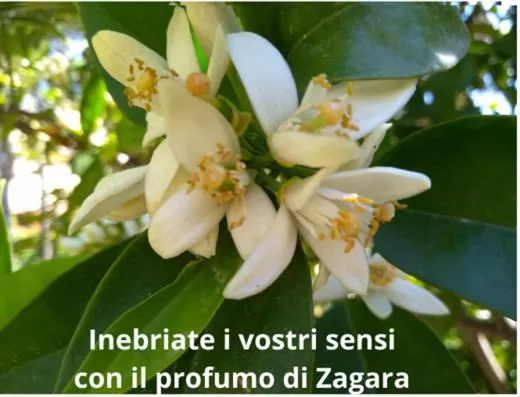 Spring in Villa Magnolia B&B