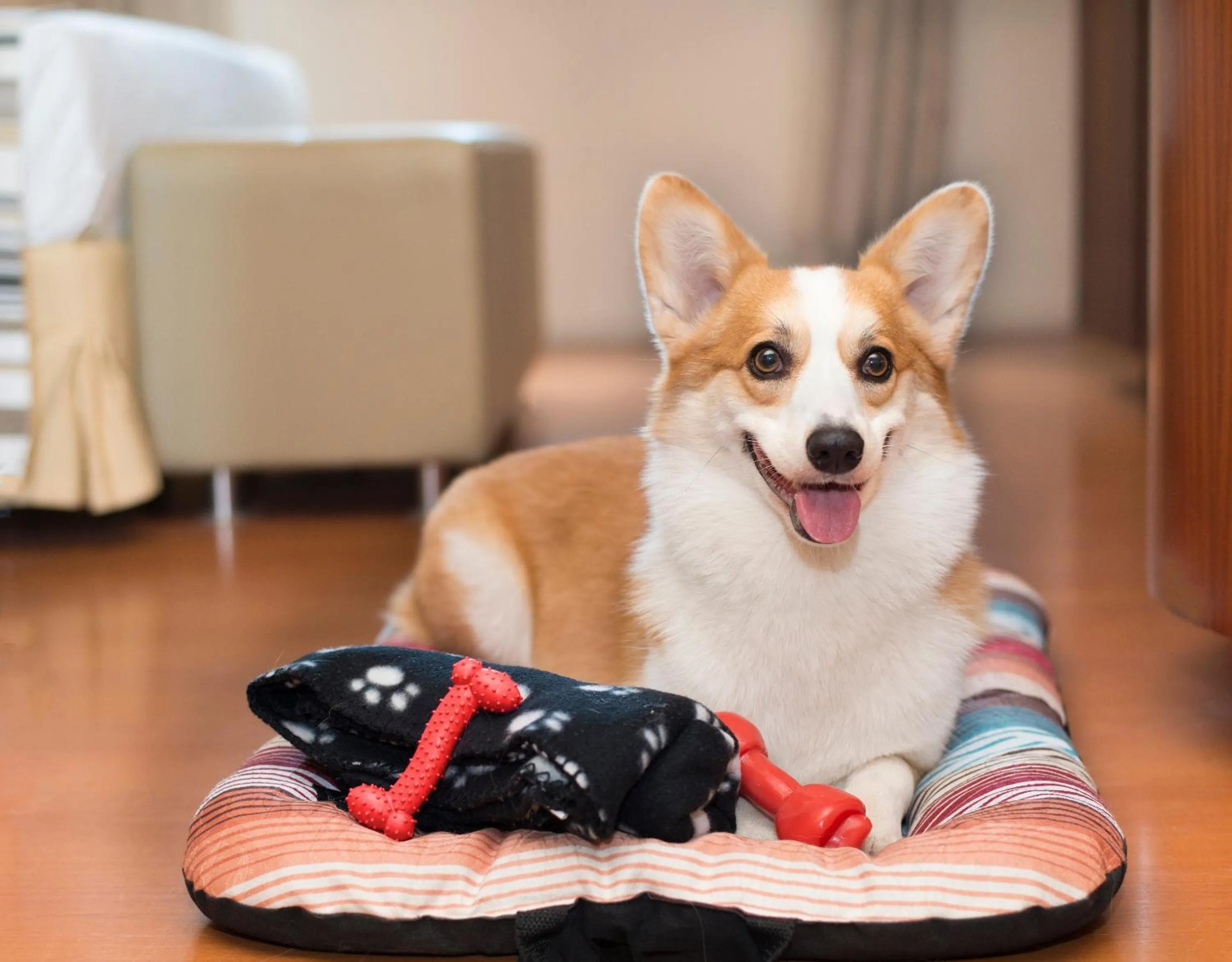 Pets, Children in eSuites Spa Lagoa Santa