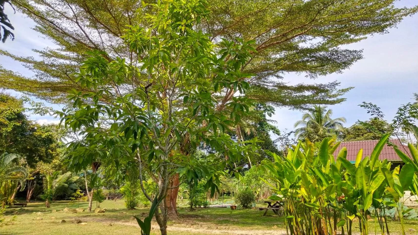 Natural landscape in Baan Bua Cottage SHA EXTRA PLUS B5510