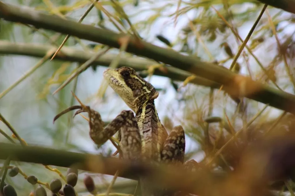 Garden in Hotel Vista del Cerro