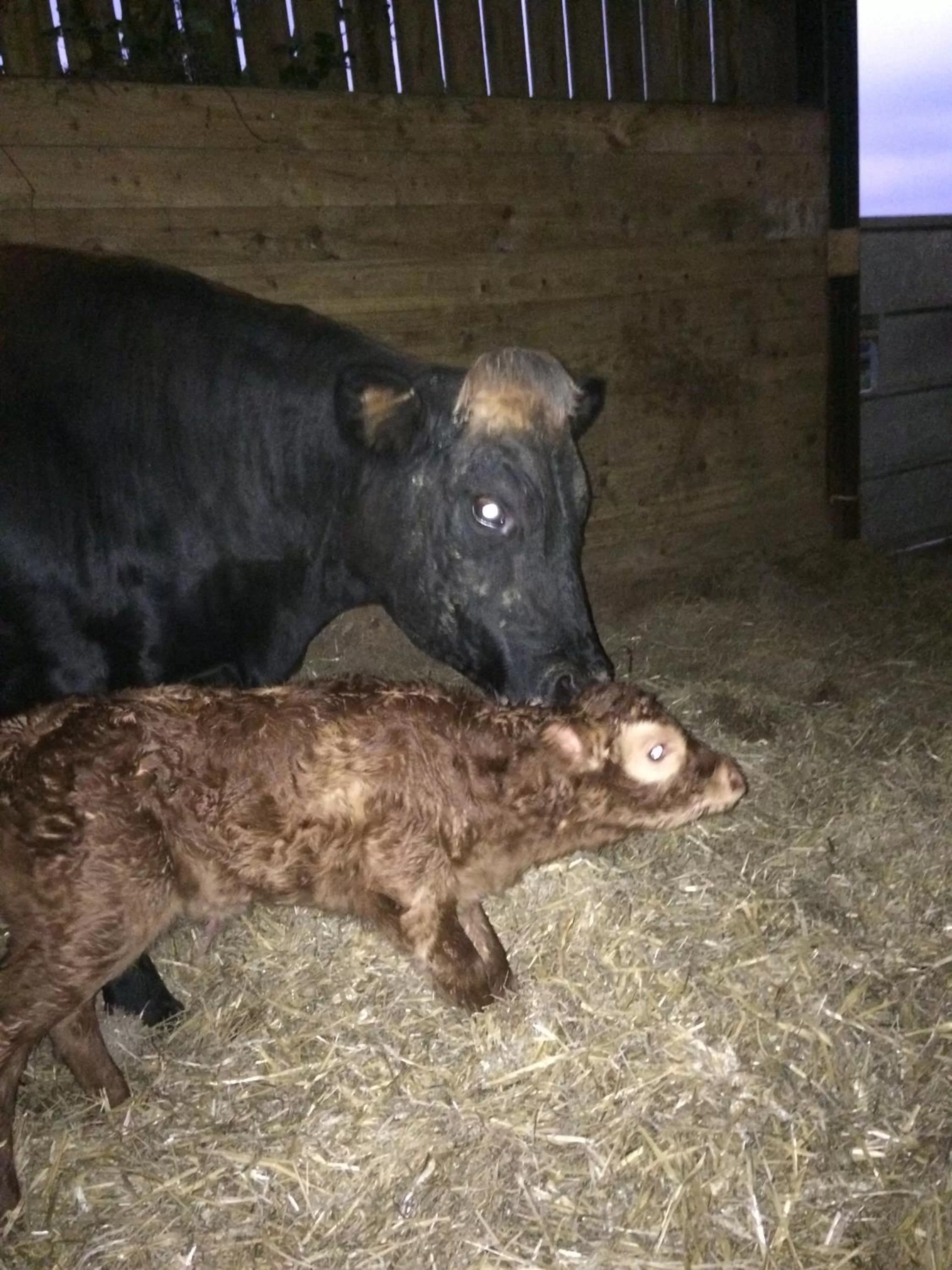 Animals in Barton Gate Farm B&B