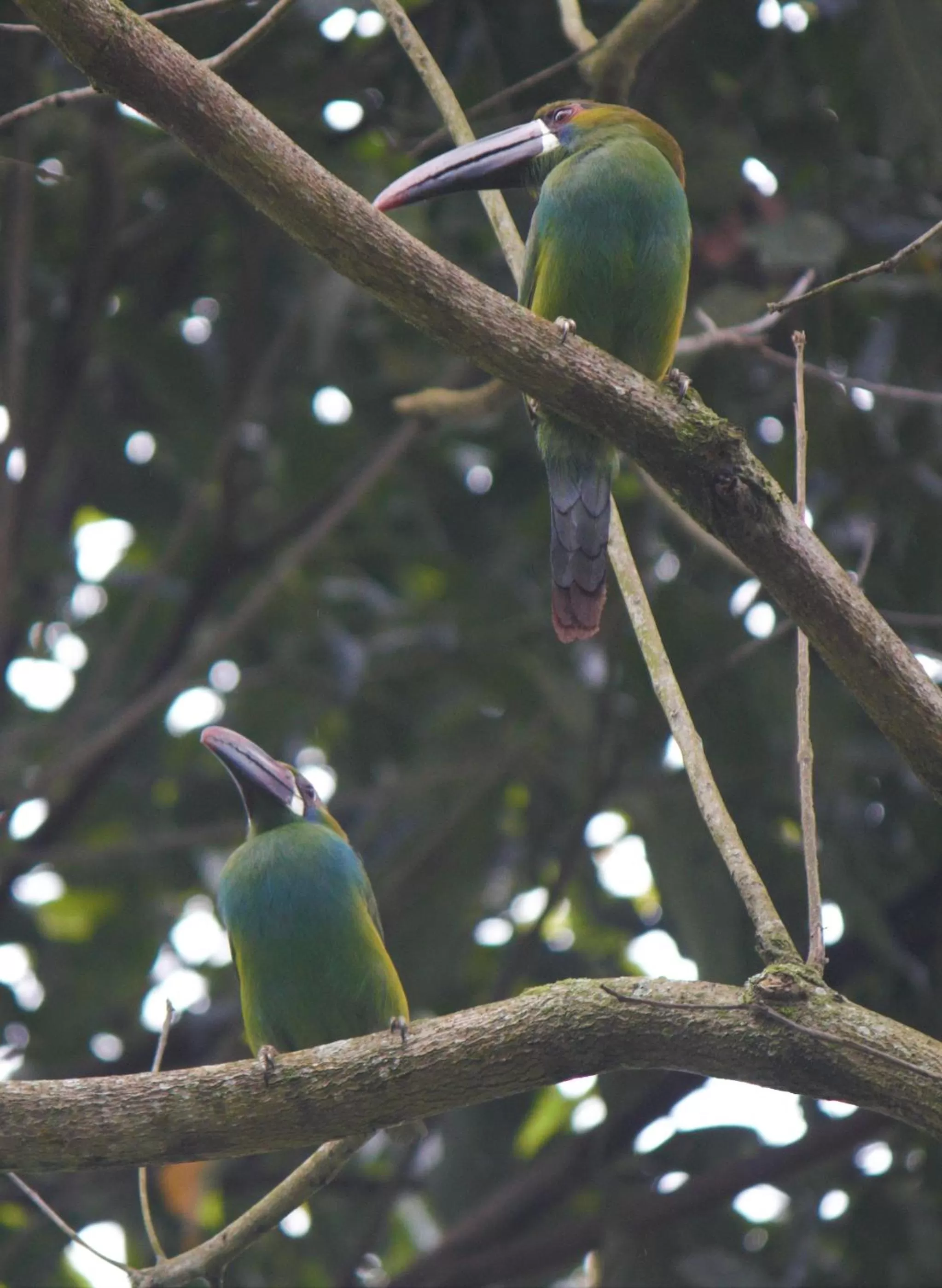 Animals in Villa Cristina - Casa Boutique