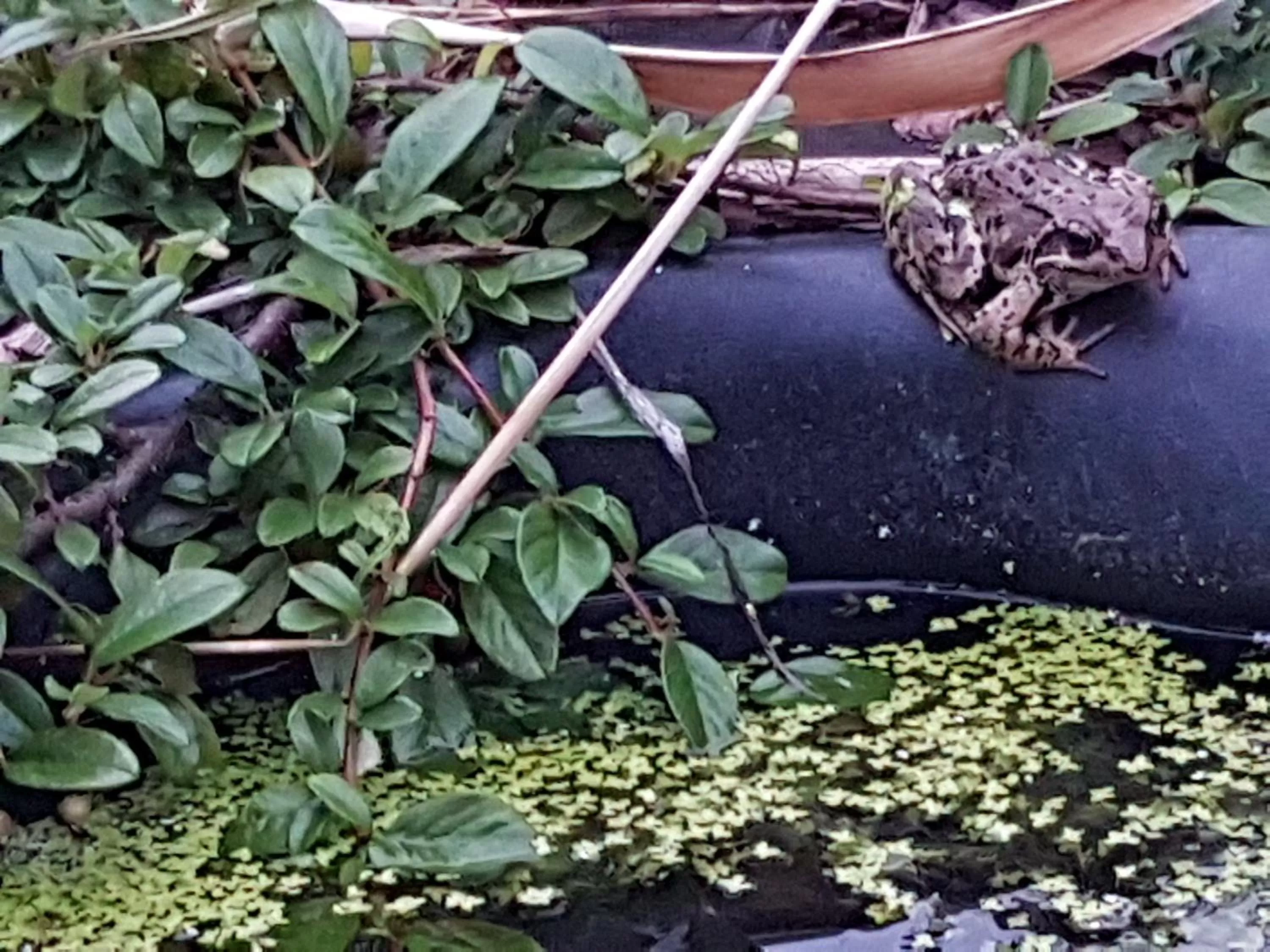 Animals in Noclegi Biała Róża