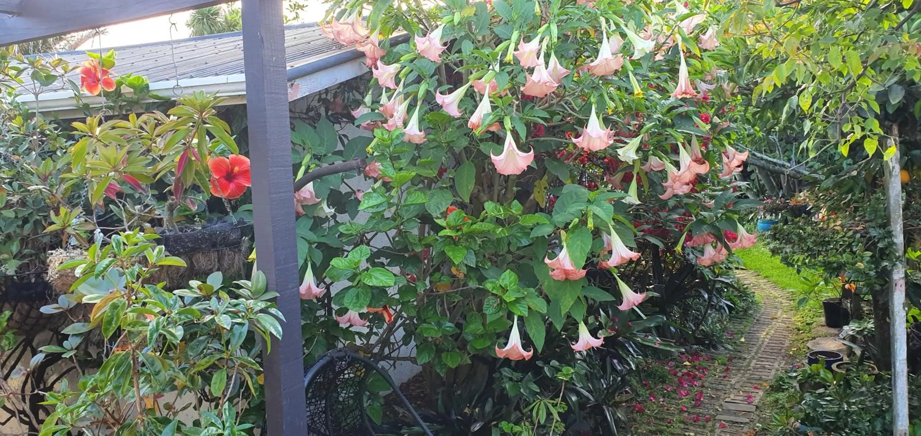 Garden view, Garden in Ashcroft Gardens Bed & Breakfast