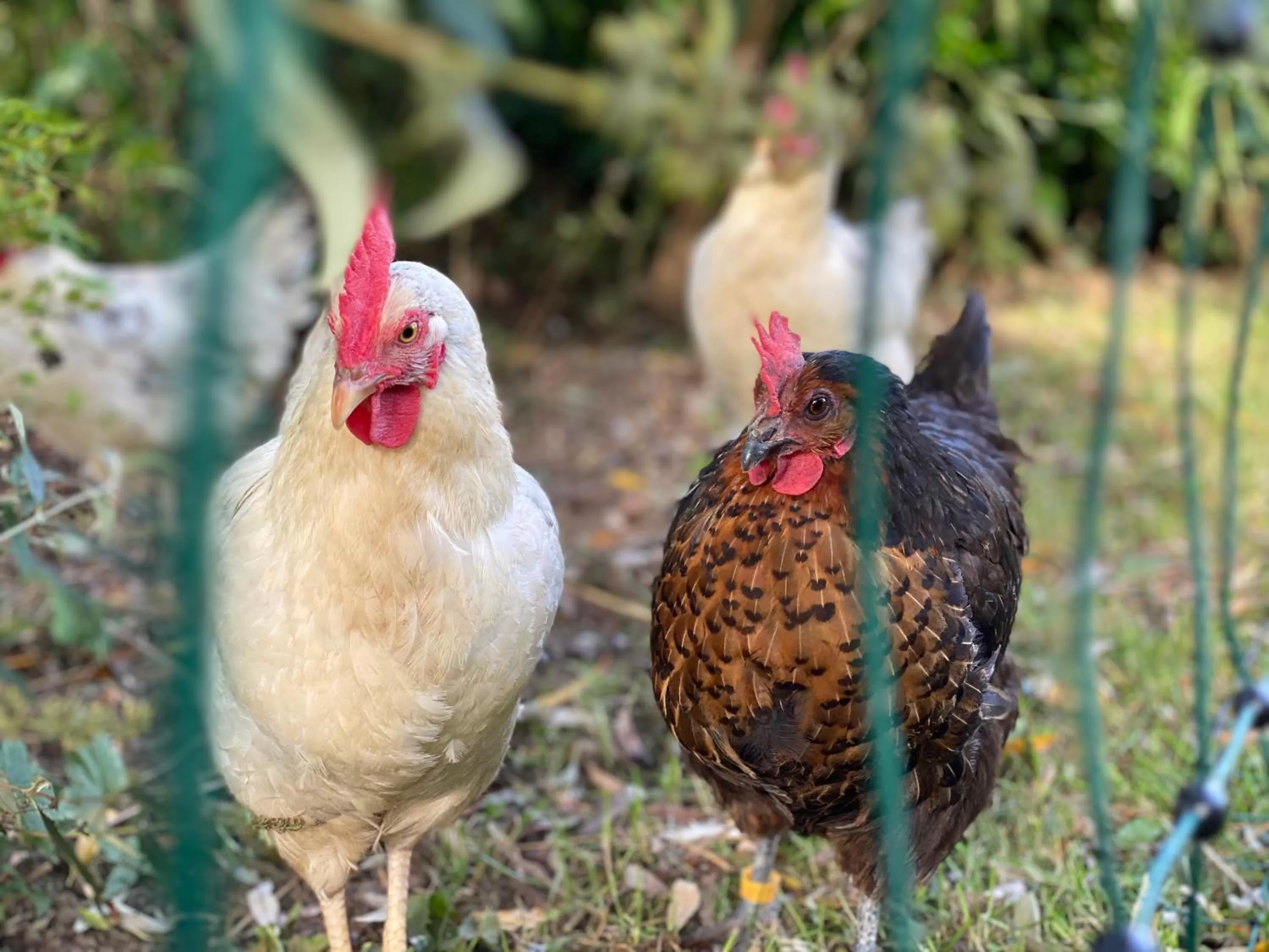 Garden in Boutique Hotel Le Faucon