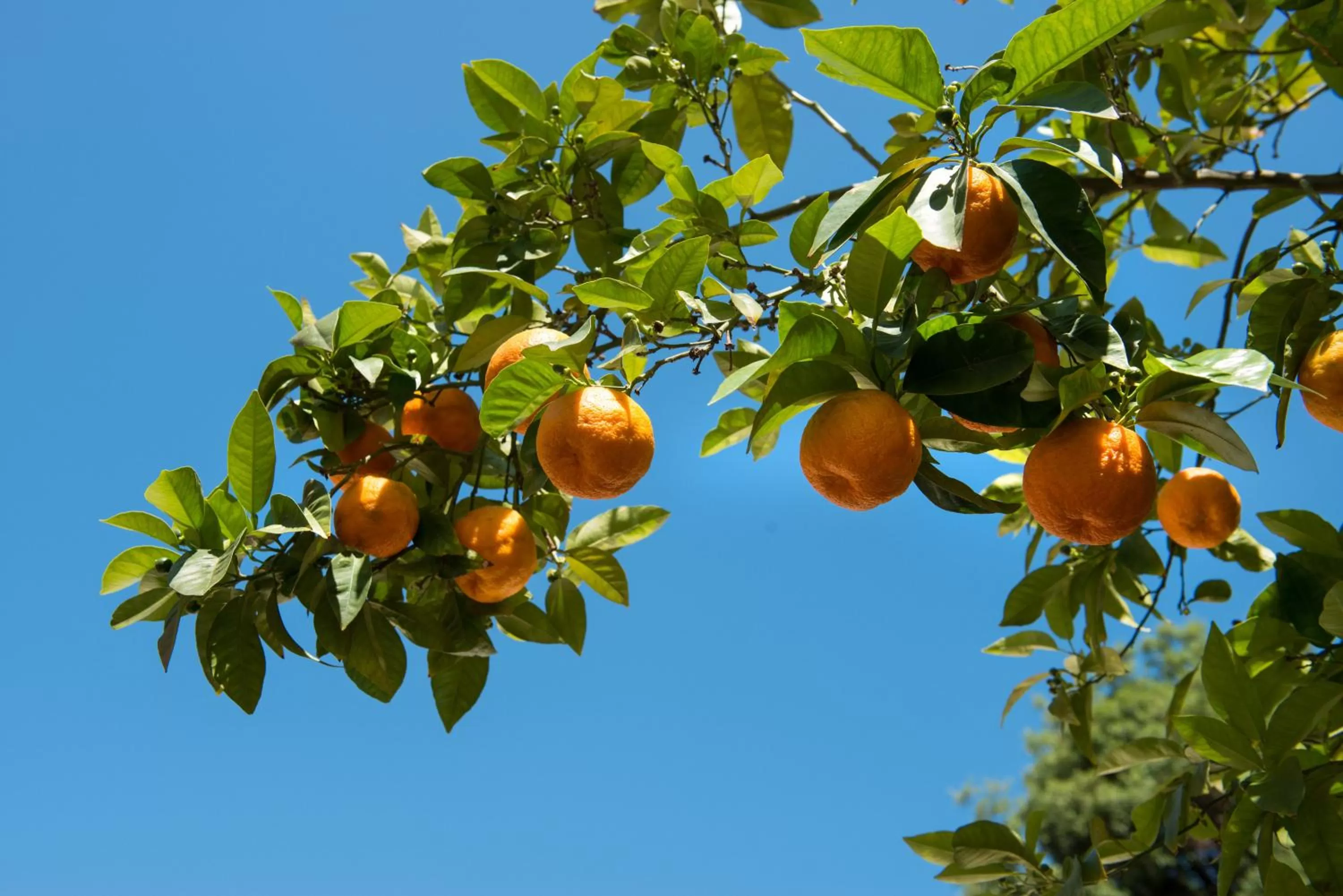 Garden in Hotel Degli Aranci