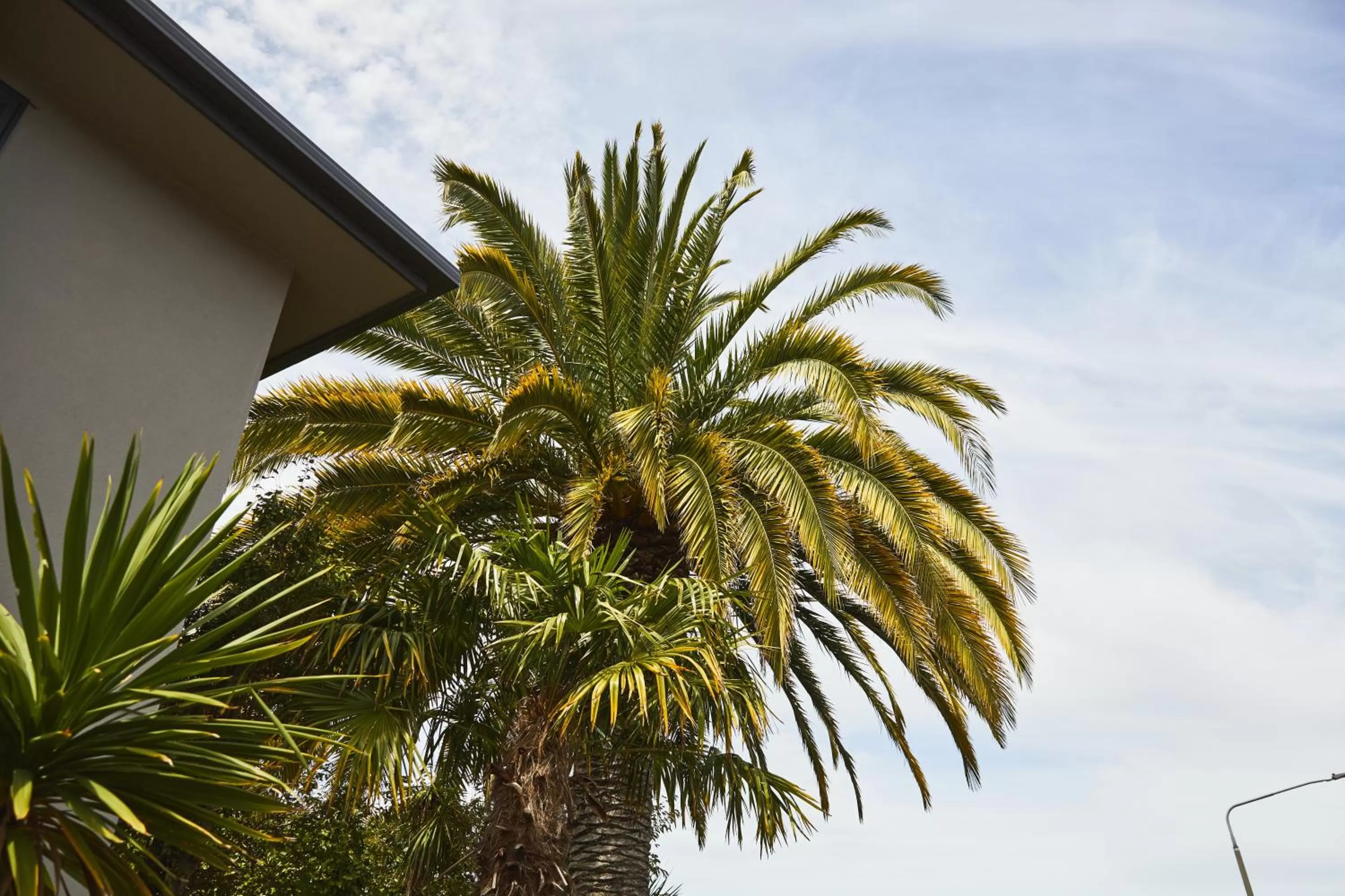 Blenheim Palms Motel