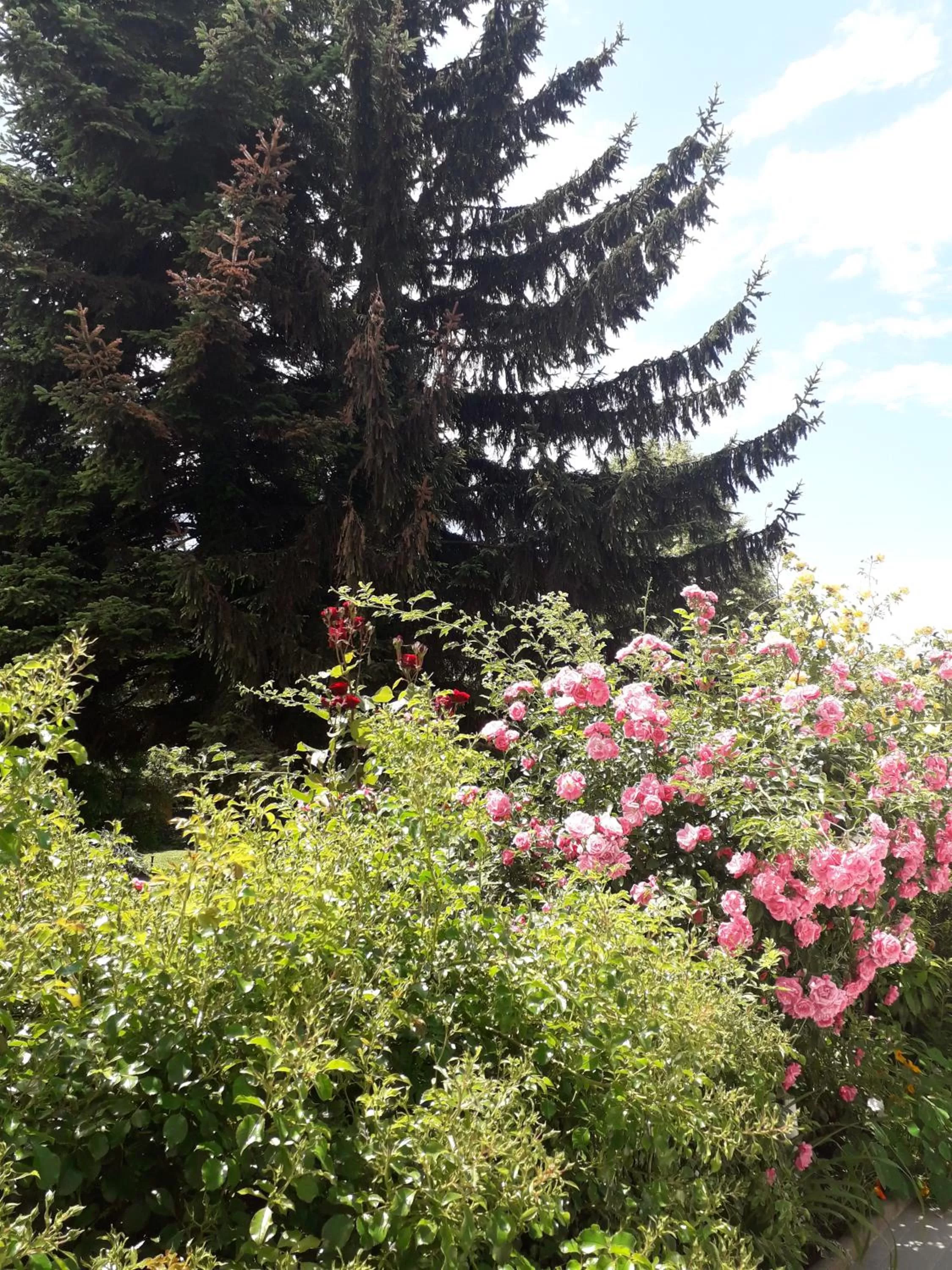 Garden in Villa Jordan