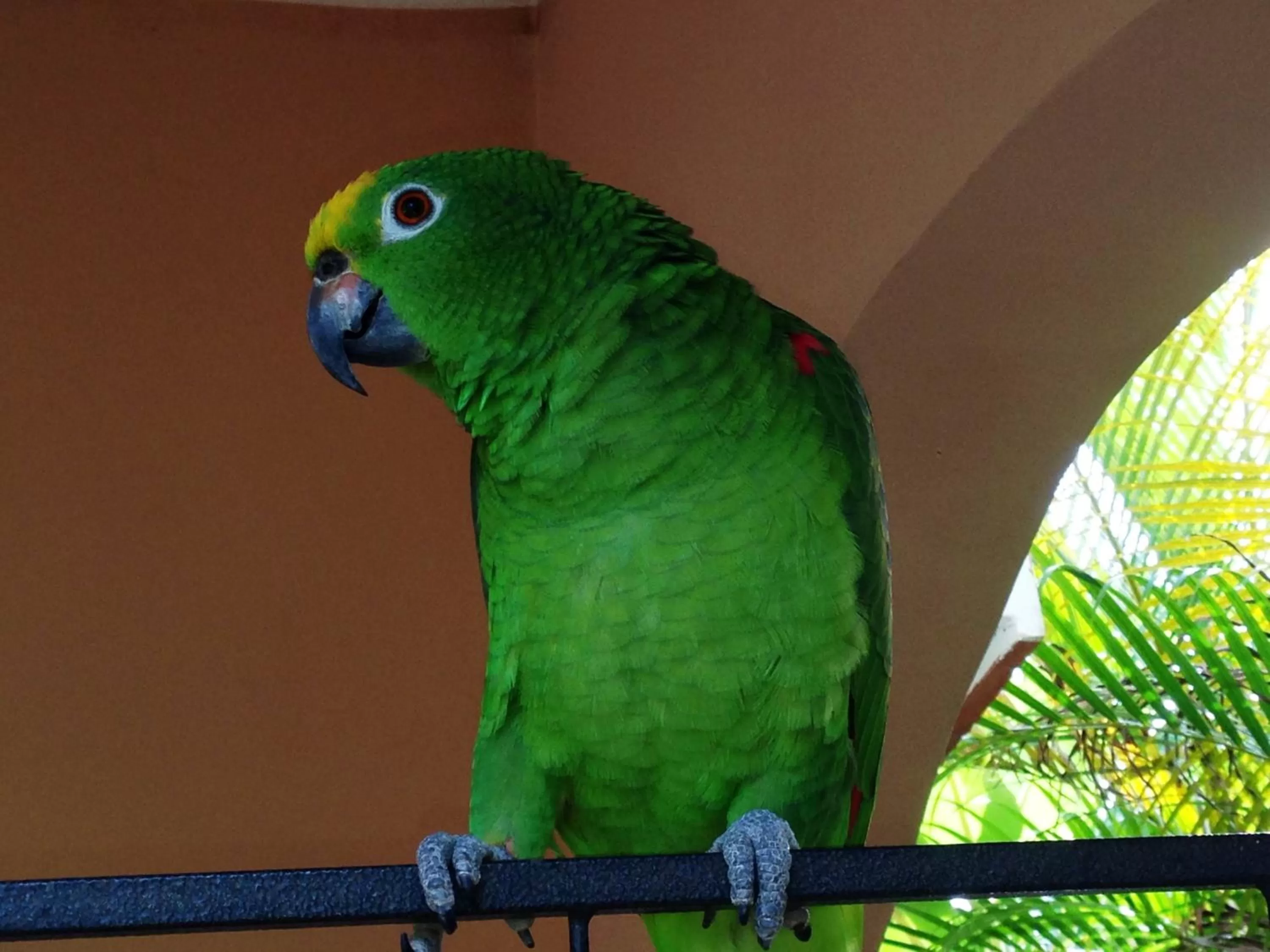 Pets, Other Animals in Casa Lily & Coco