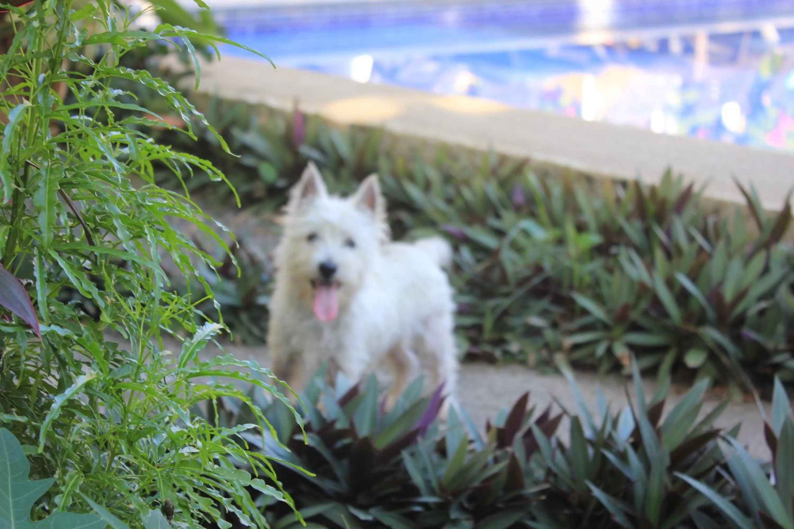 Pets in Jaco Lodge Quiet Place