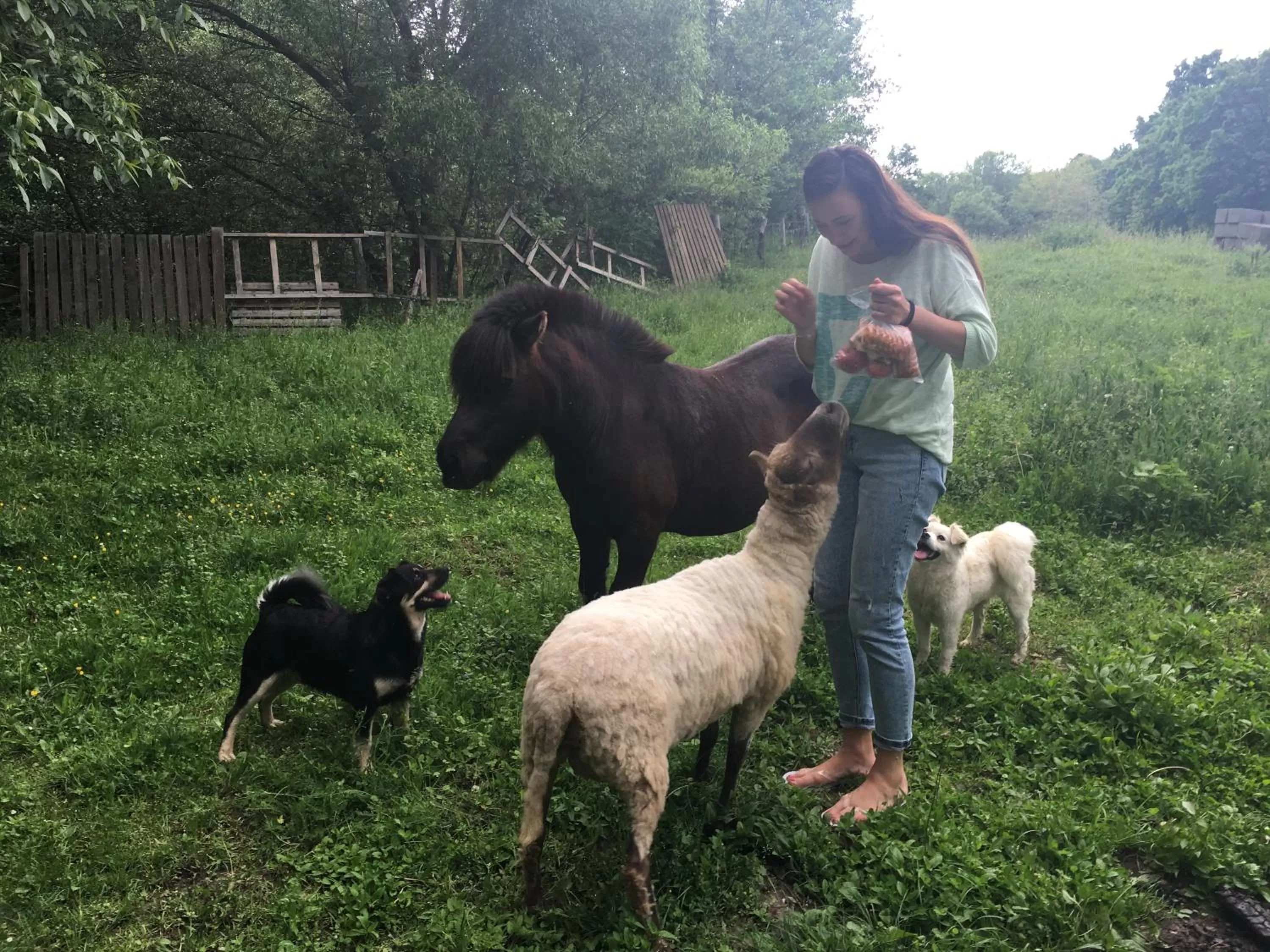 Day in Pensiunea SilvAnka