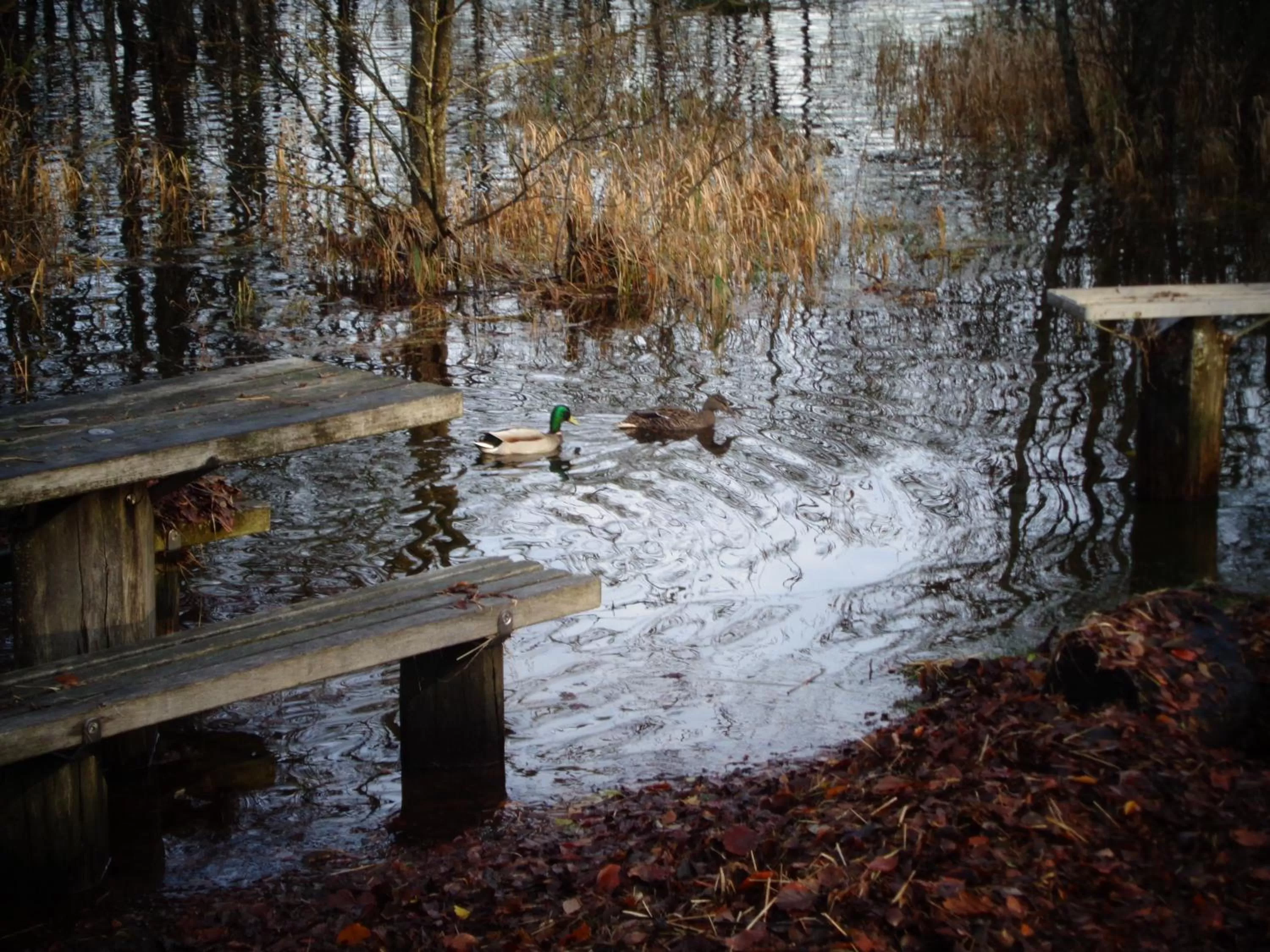 Other in Glenfern Guest House and a separate Cottage with its own private hot tub