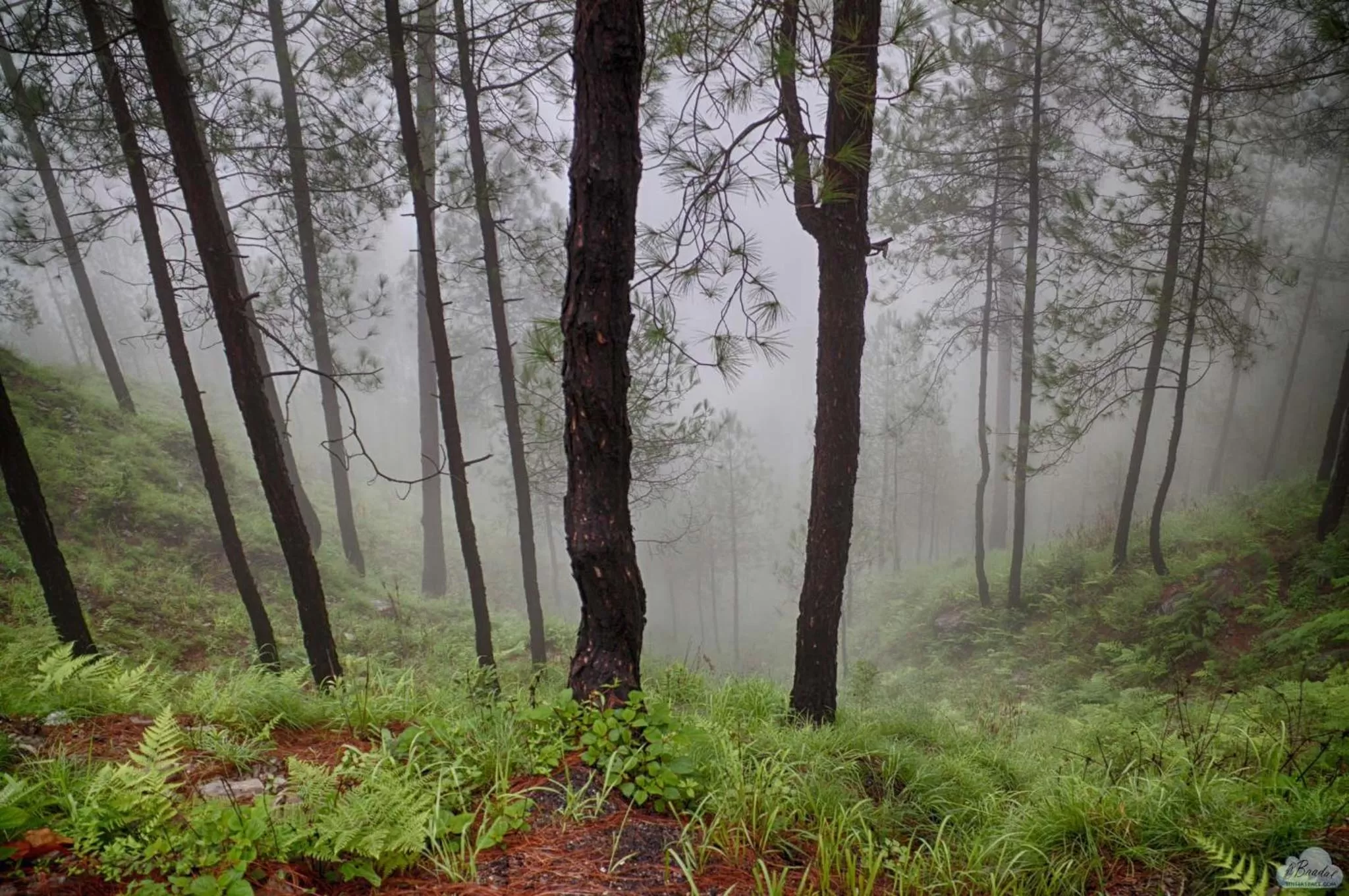 View (from property/room) in BluSalzz Escapade Resort Lansdowne