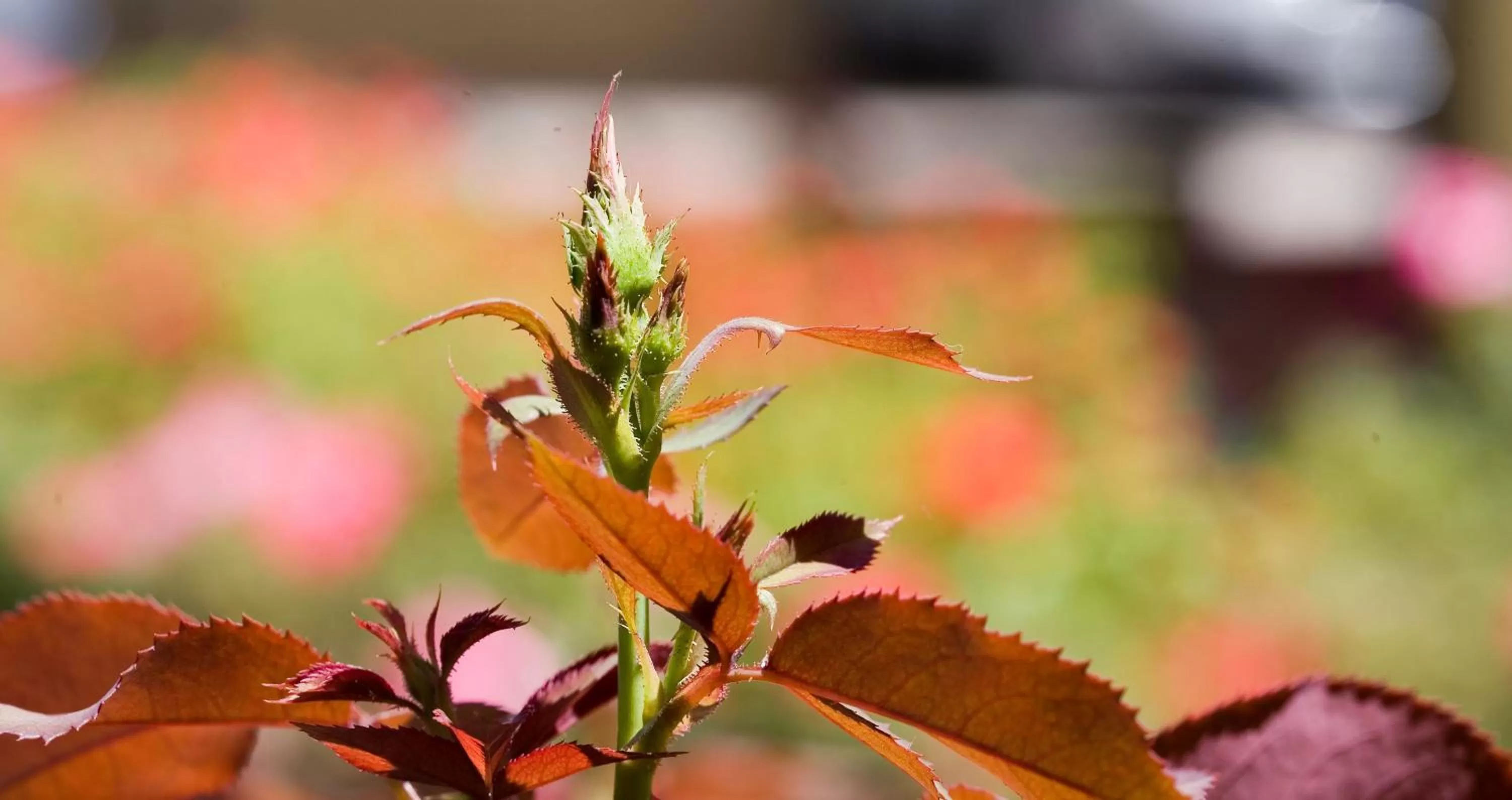 Facade/entrance in Hotel Relais Agli Olivi