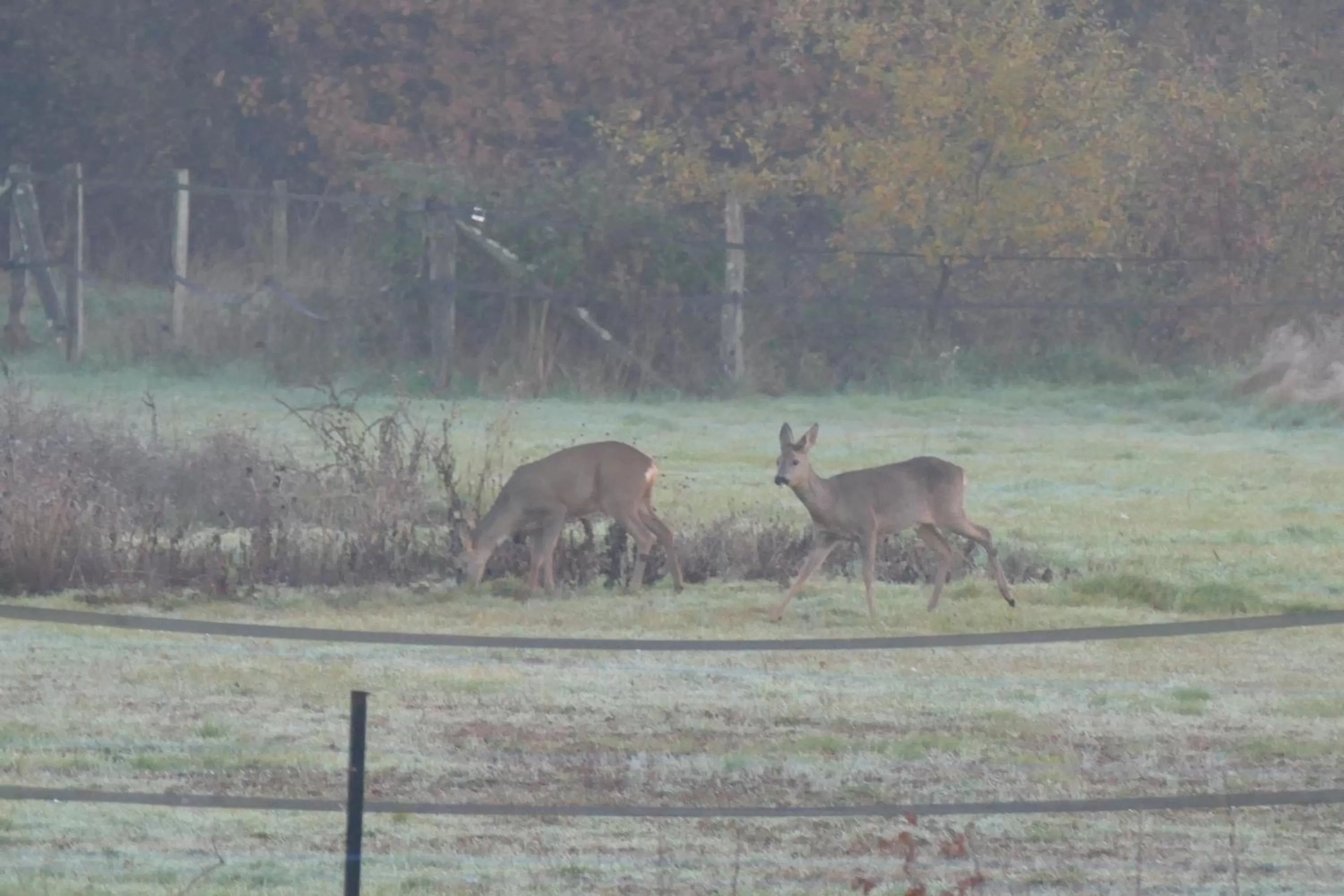 Garden, Other Animals in Le Clos des Perraudières