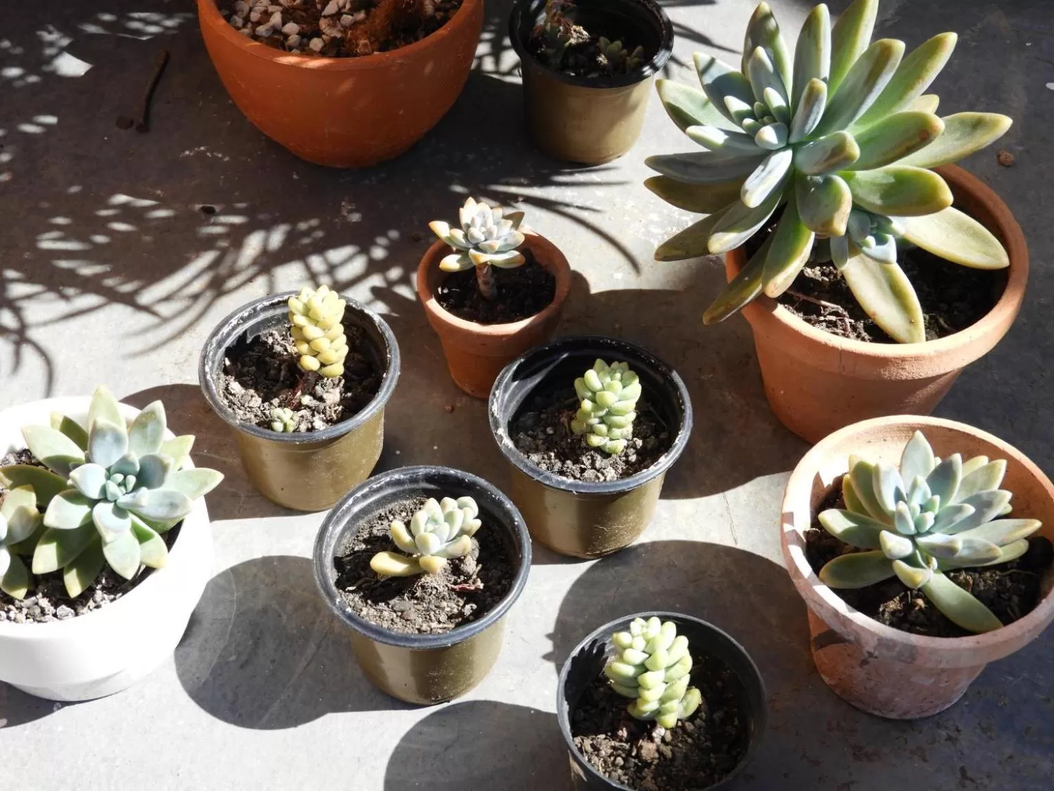 Garden in Pousada Dunasol Floripa