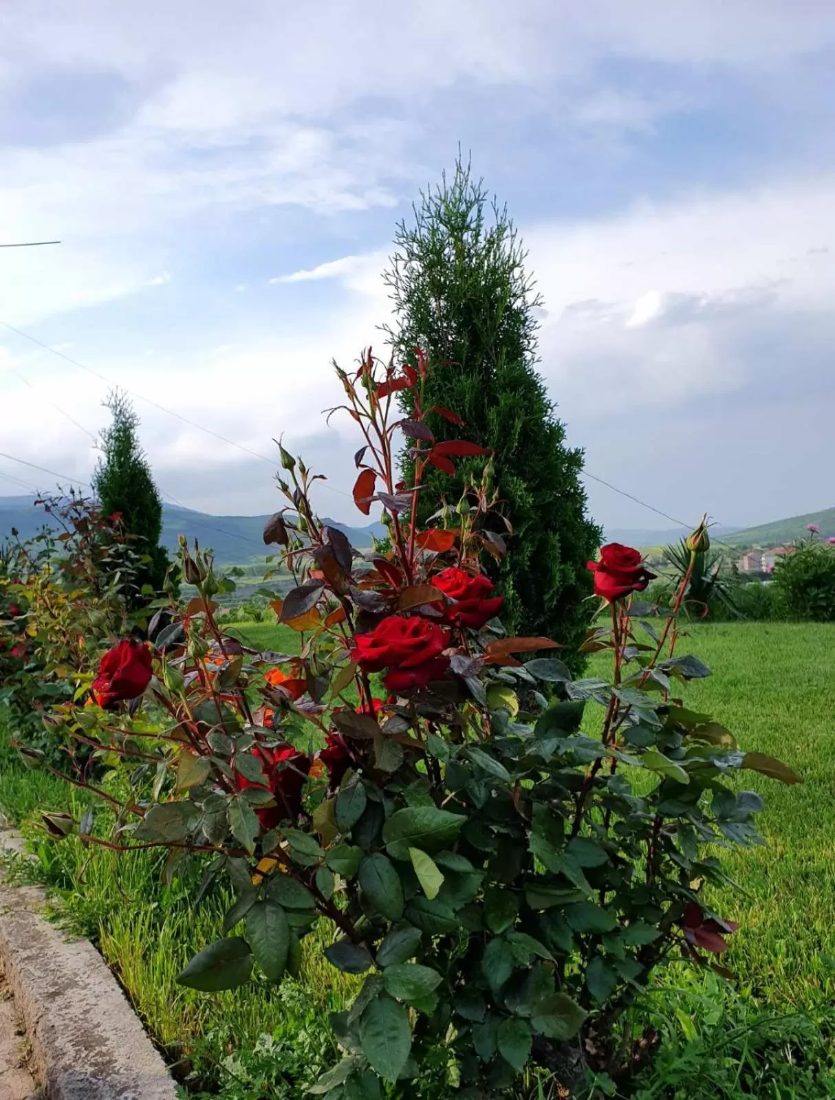 Spring in Guest House Ijevan's Garden
