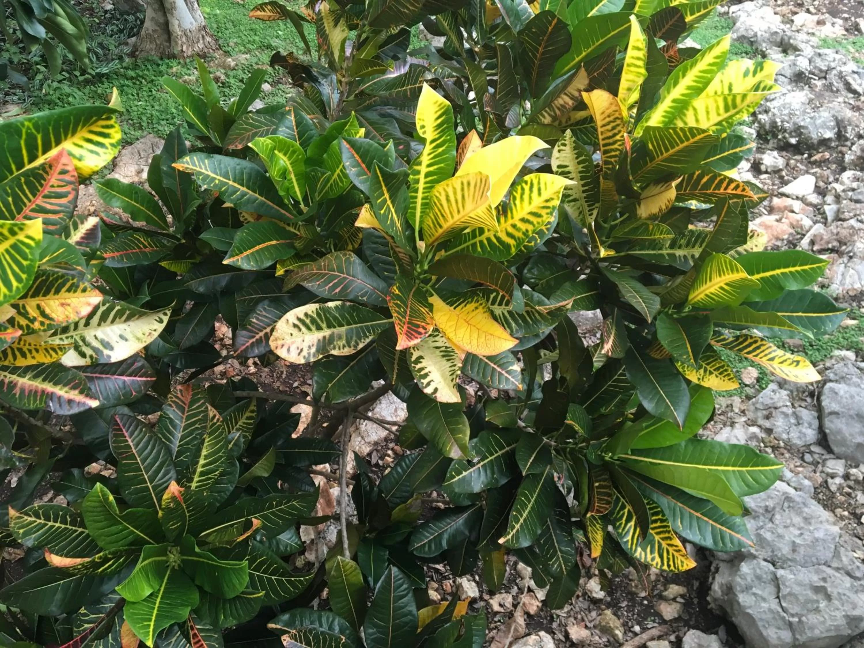 Garden in The Pickled Onion Eco-Boutique B&B