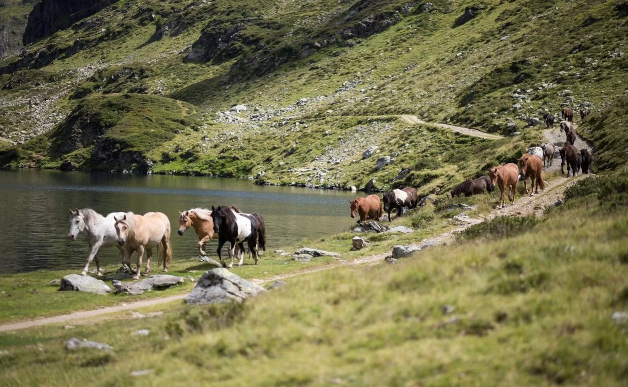Horse-riding, Other Animals in Seiterhof