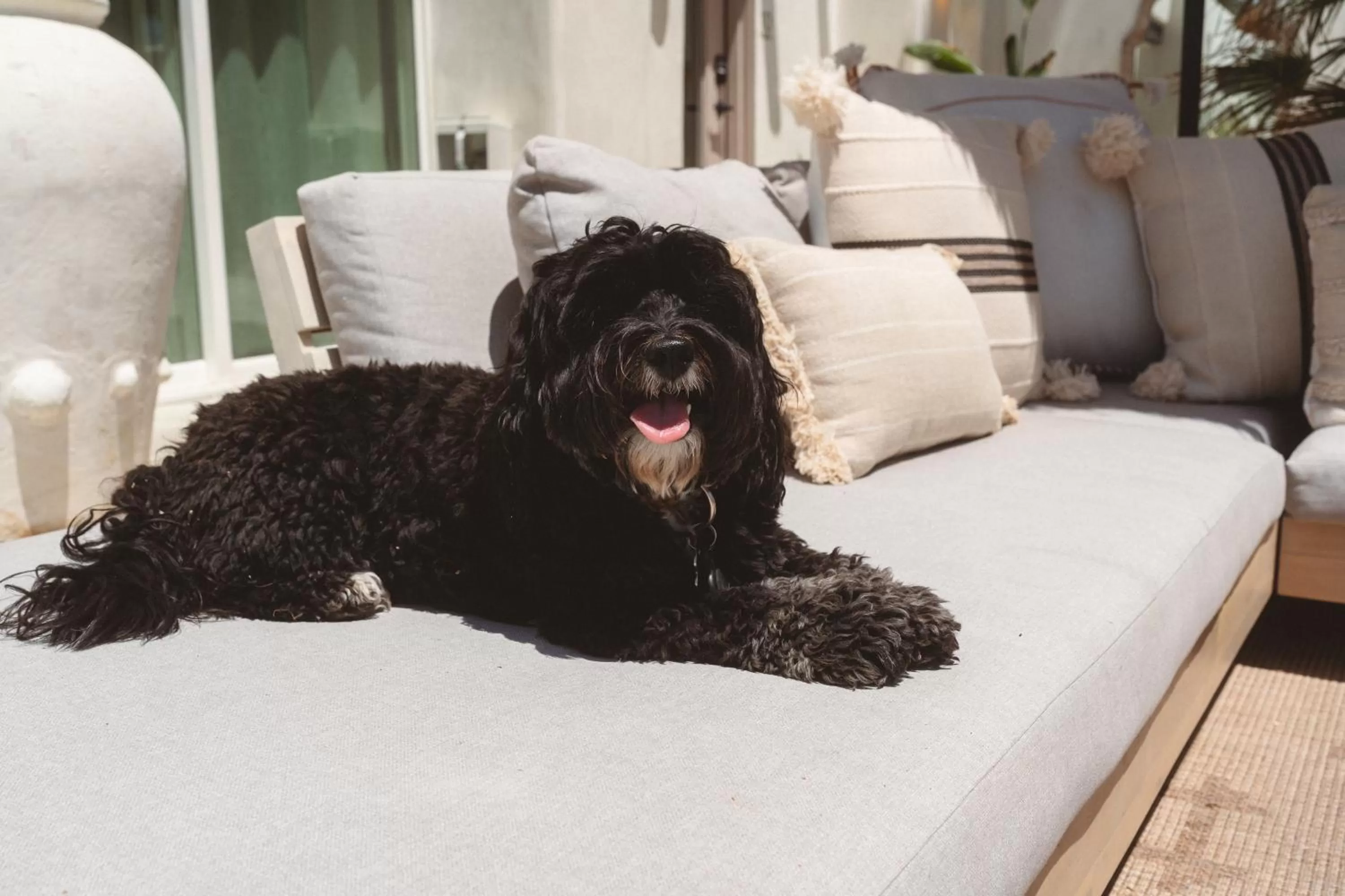 Pets in Yara Hotel - Adults Only