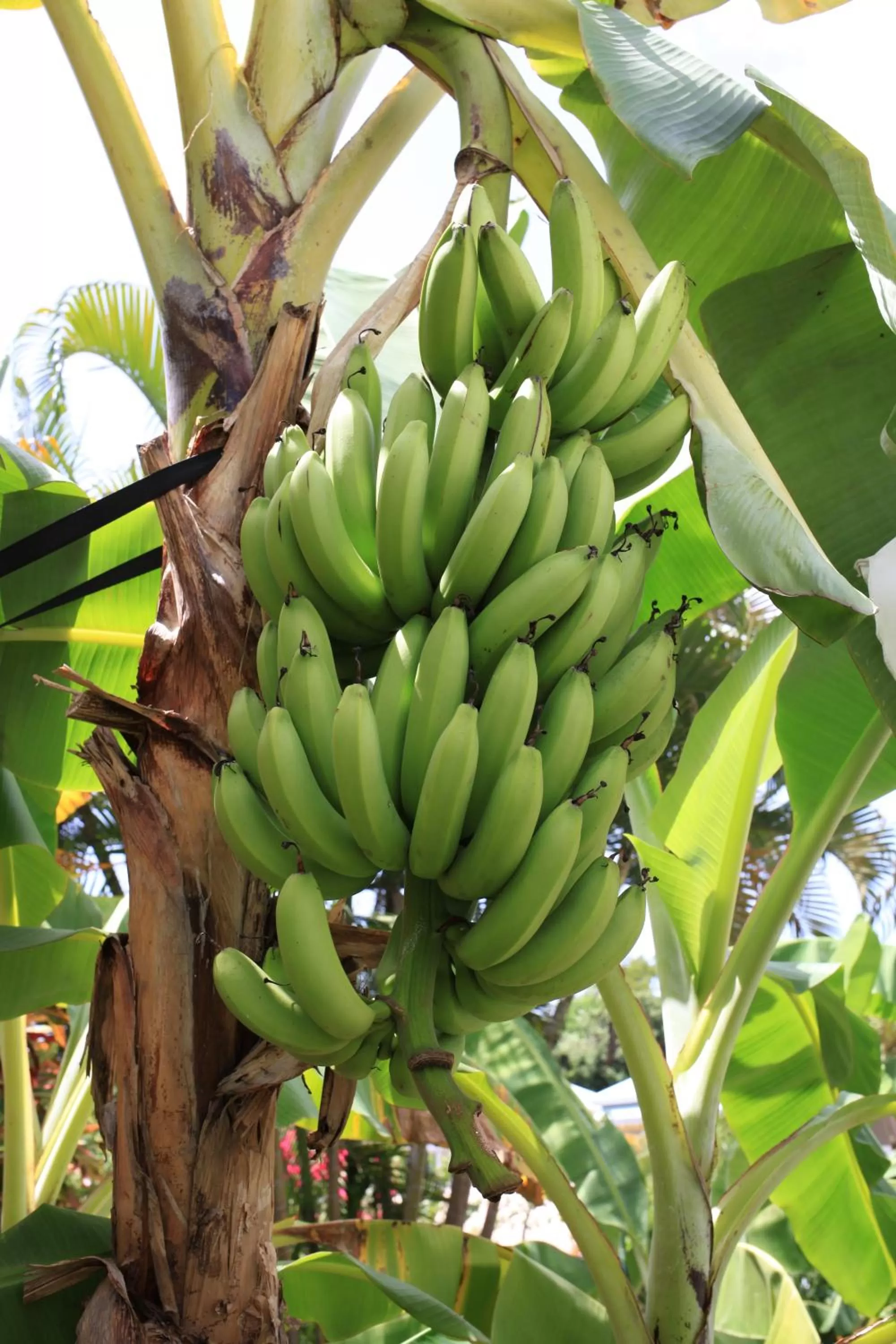 Natural landscape in Hôtel Les Bananiers