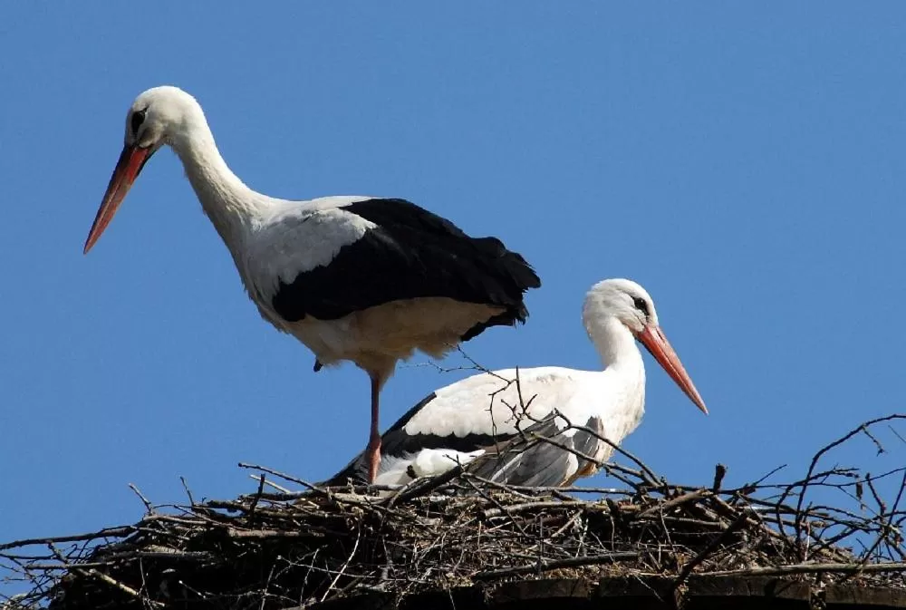 Animals in Forsthaus-Ferienhotel am Dobrock