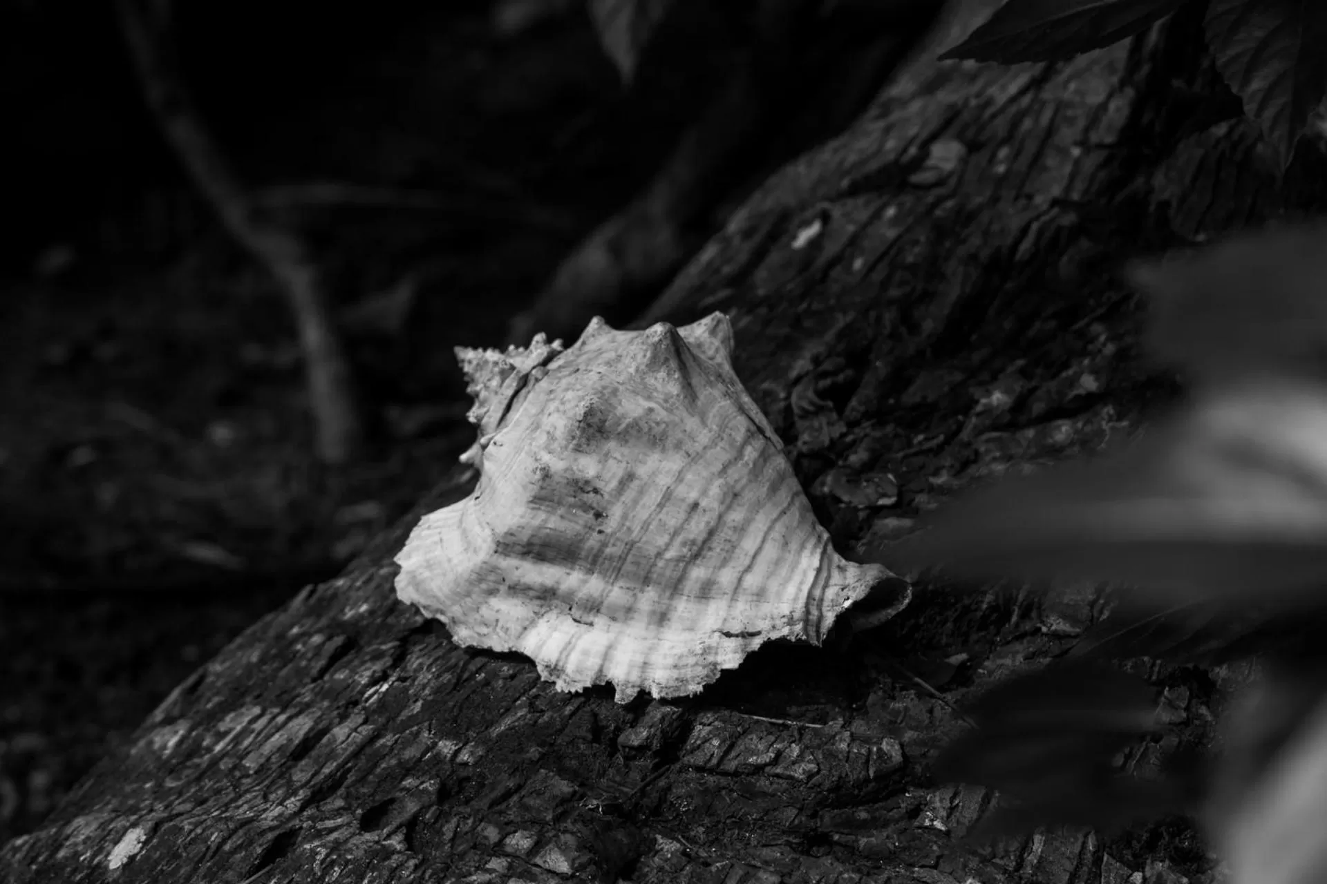 Other in Carmen's place