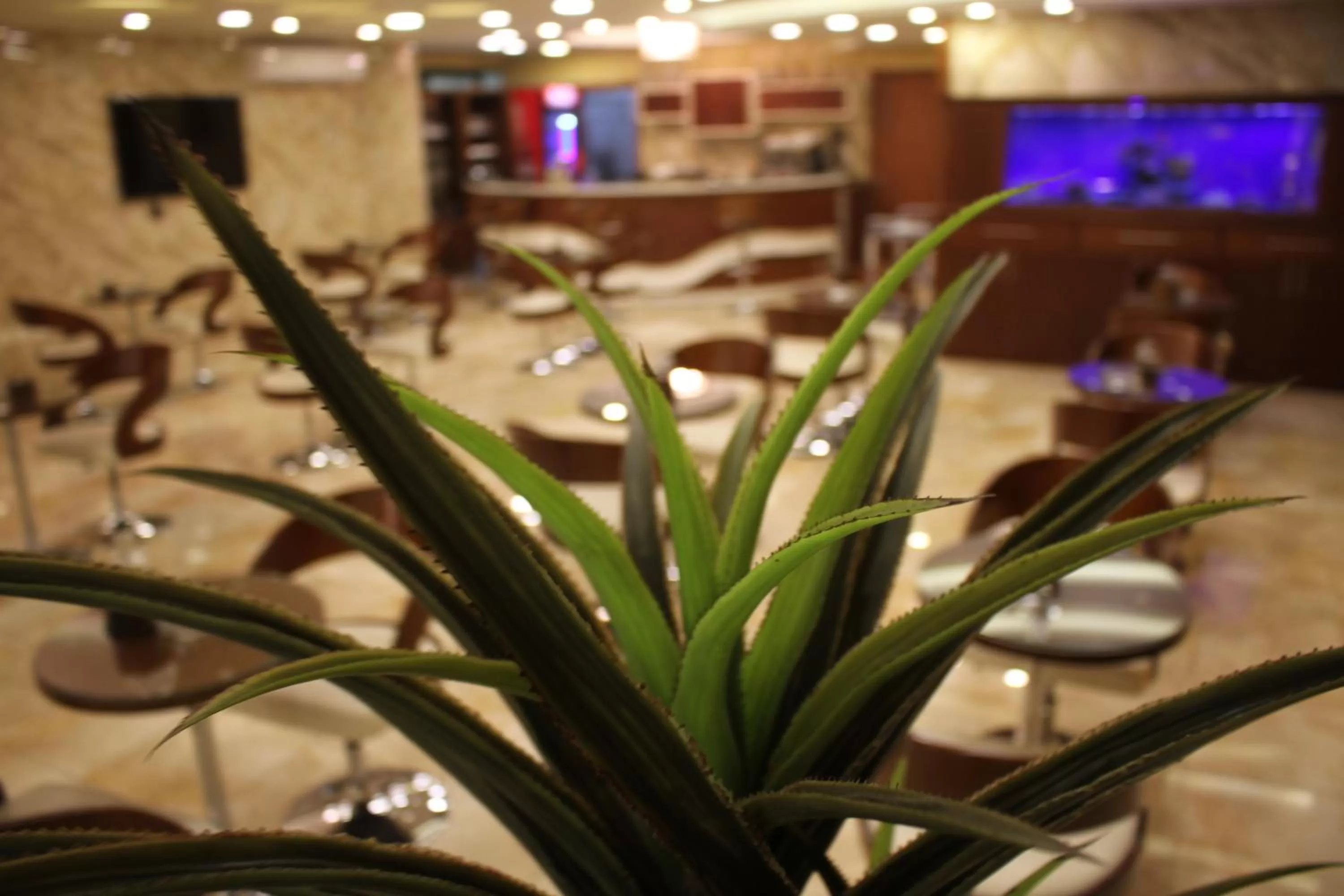 Restaurant/places to eat, Lounge/Bar in Saleem Afandi Hotel