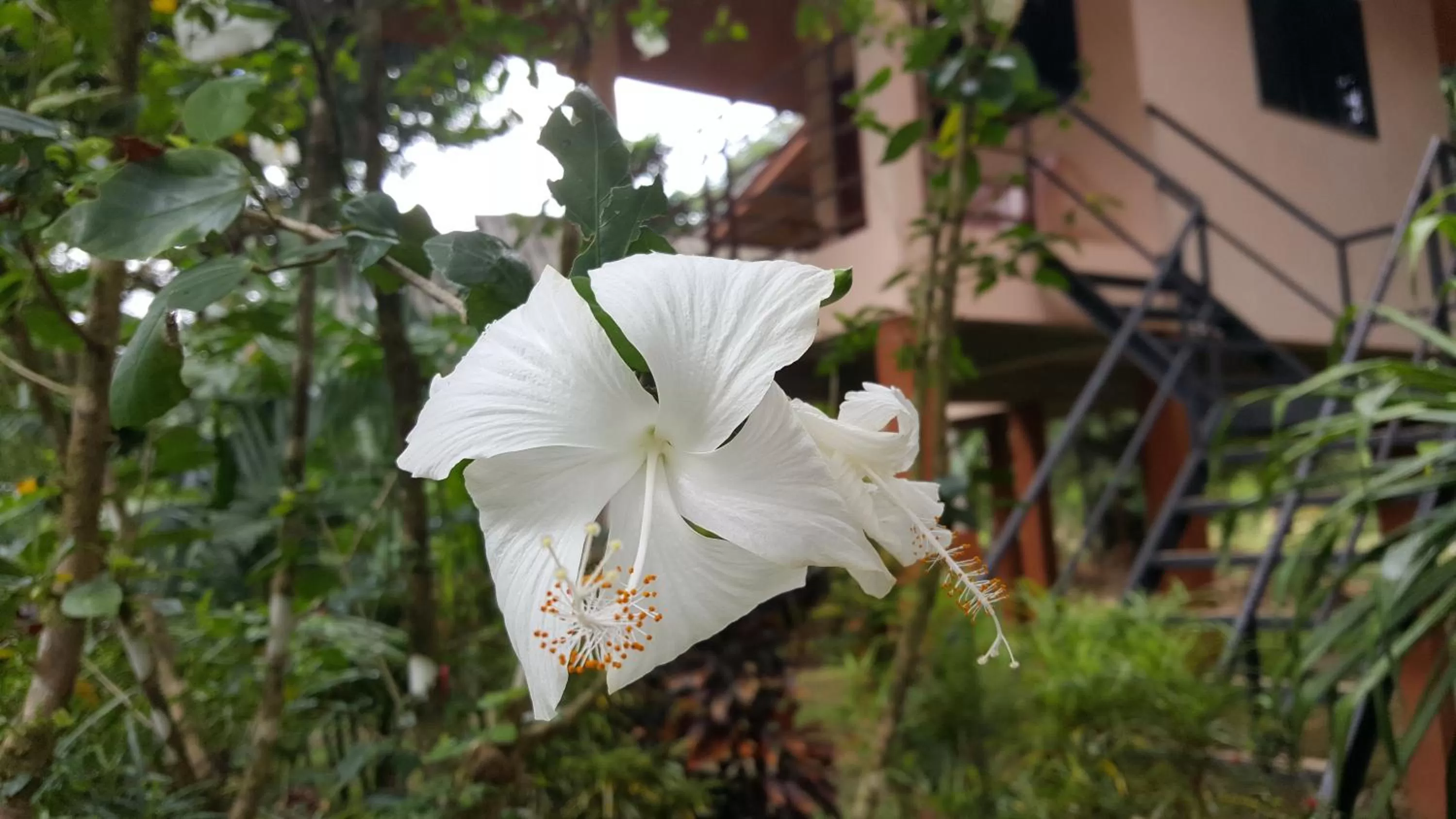 Natural landscape in Khao Sok Jungle Huts Resort