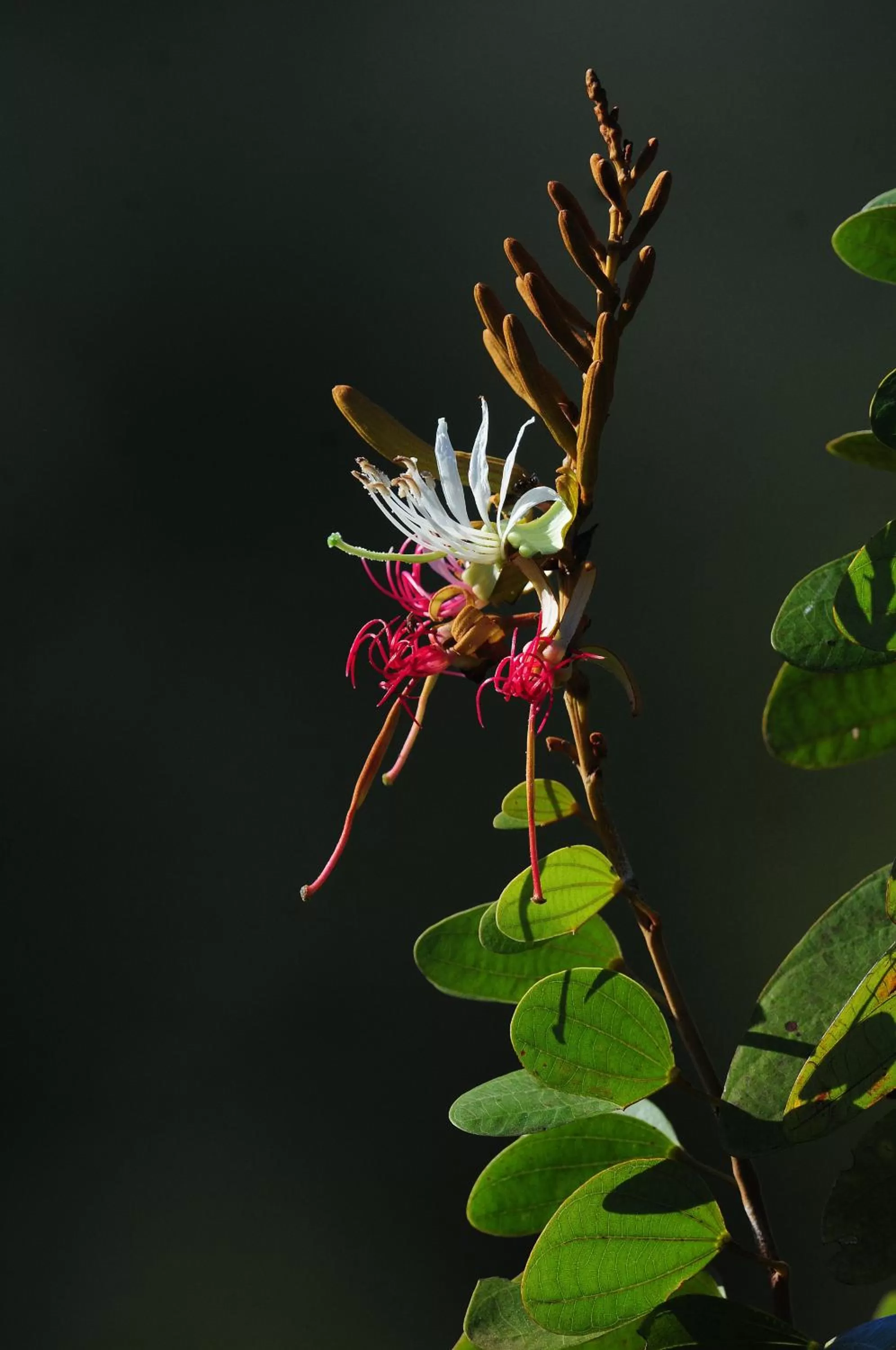 Decorative detail in Pousada do Parque
