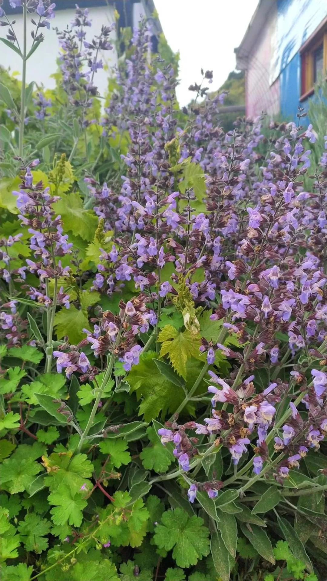 Garden in Il Nuraghe