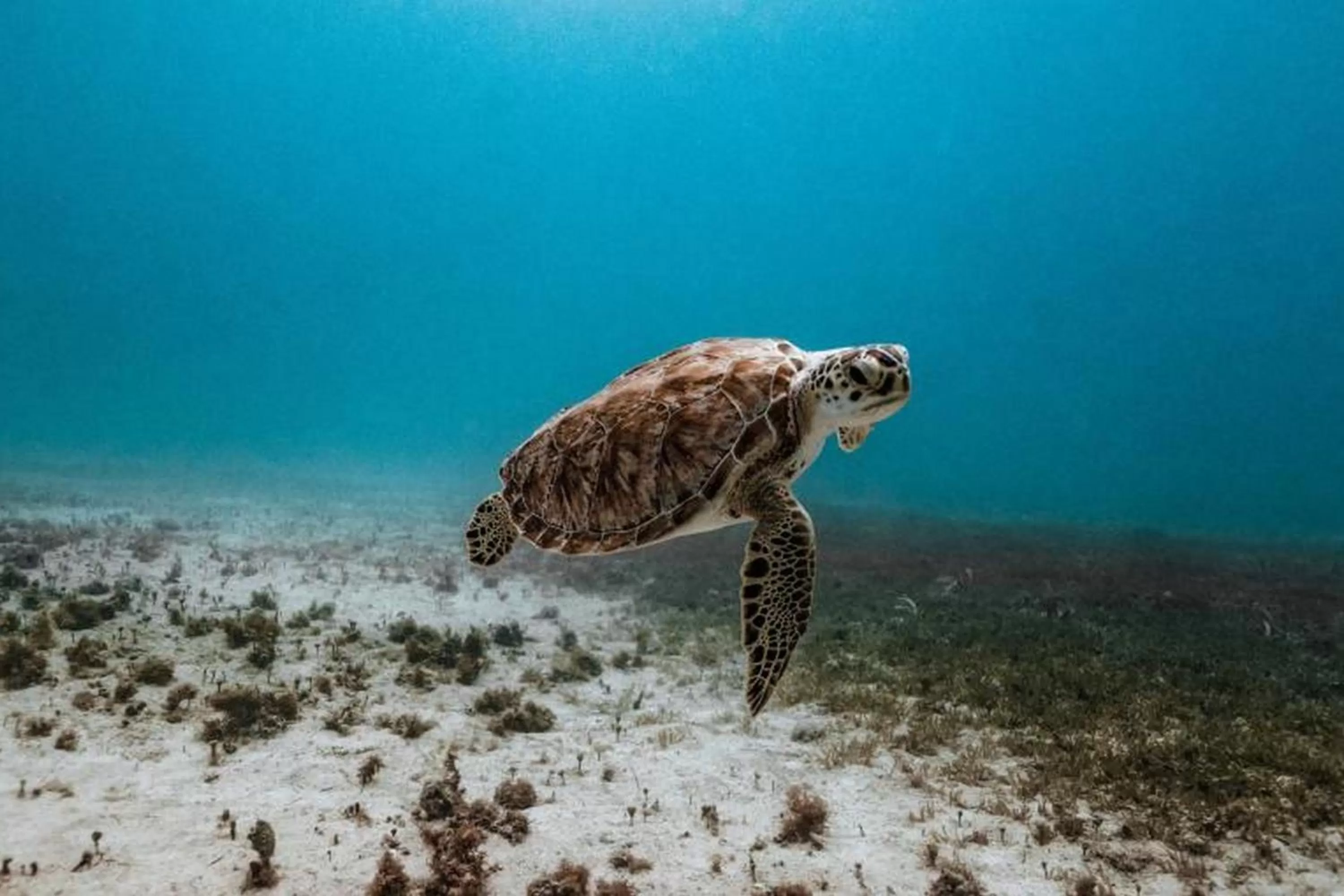 Nearby landmark in Hotel Indigo Orange Beach - Gulf Shores by IHG