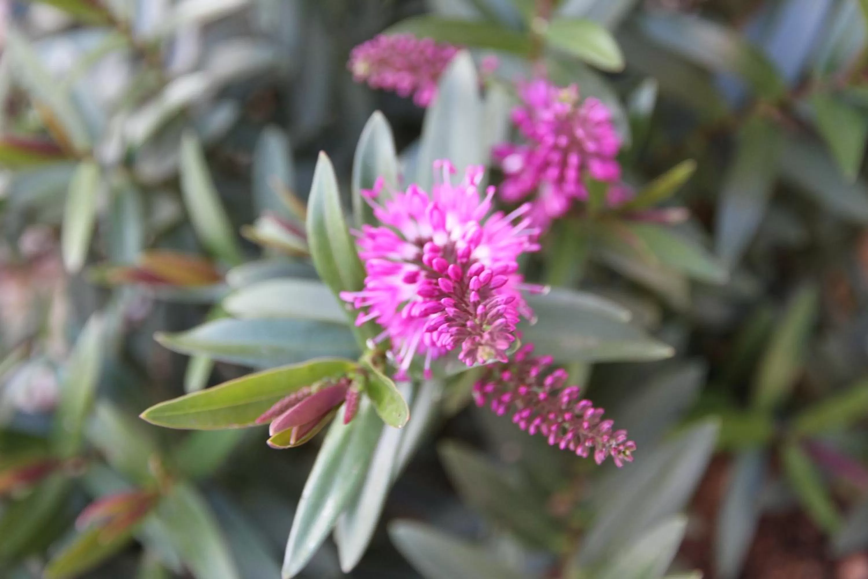 Breakfast in Grand Manor Motor Inn