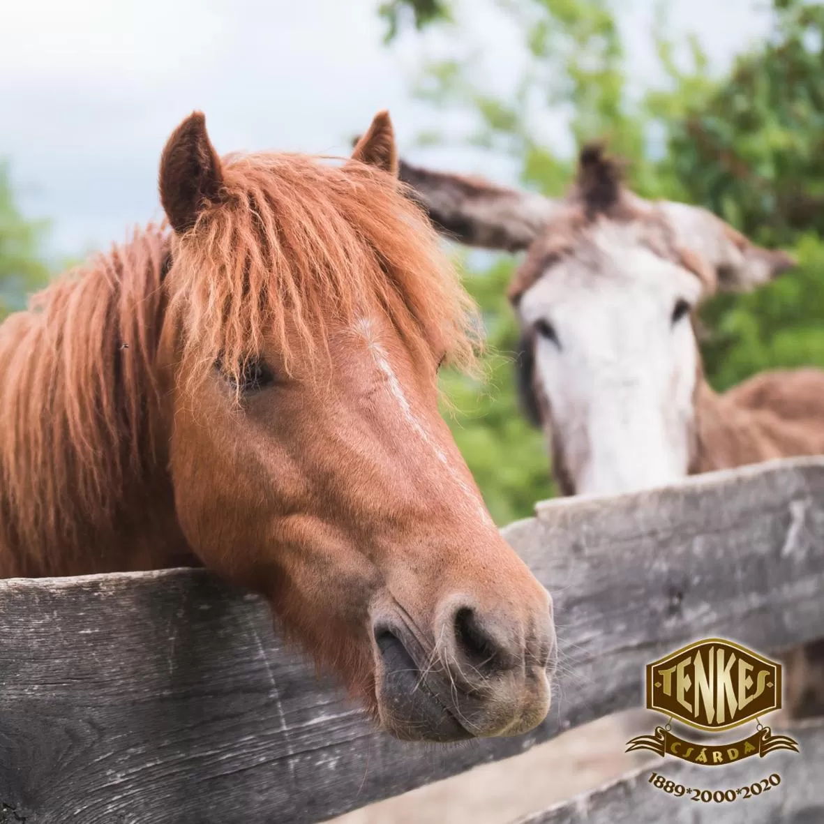 Pets, Other Animals in Tenkes Fogadó és Vendégház Harkány