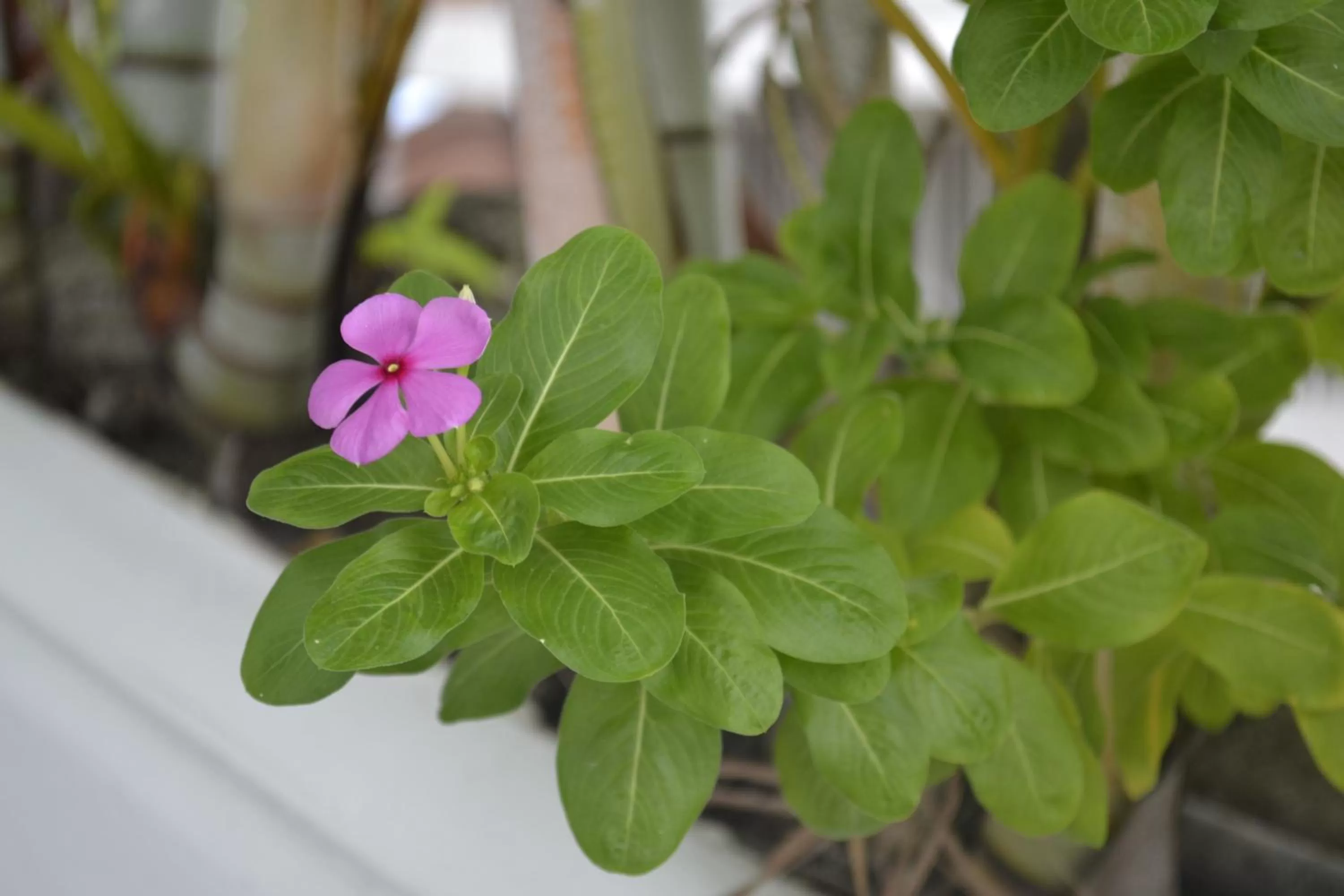 Garden view in Mirador de San Jorge