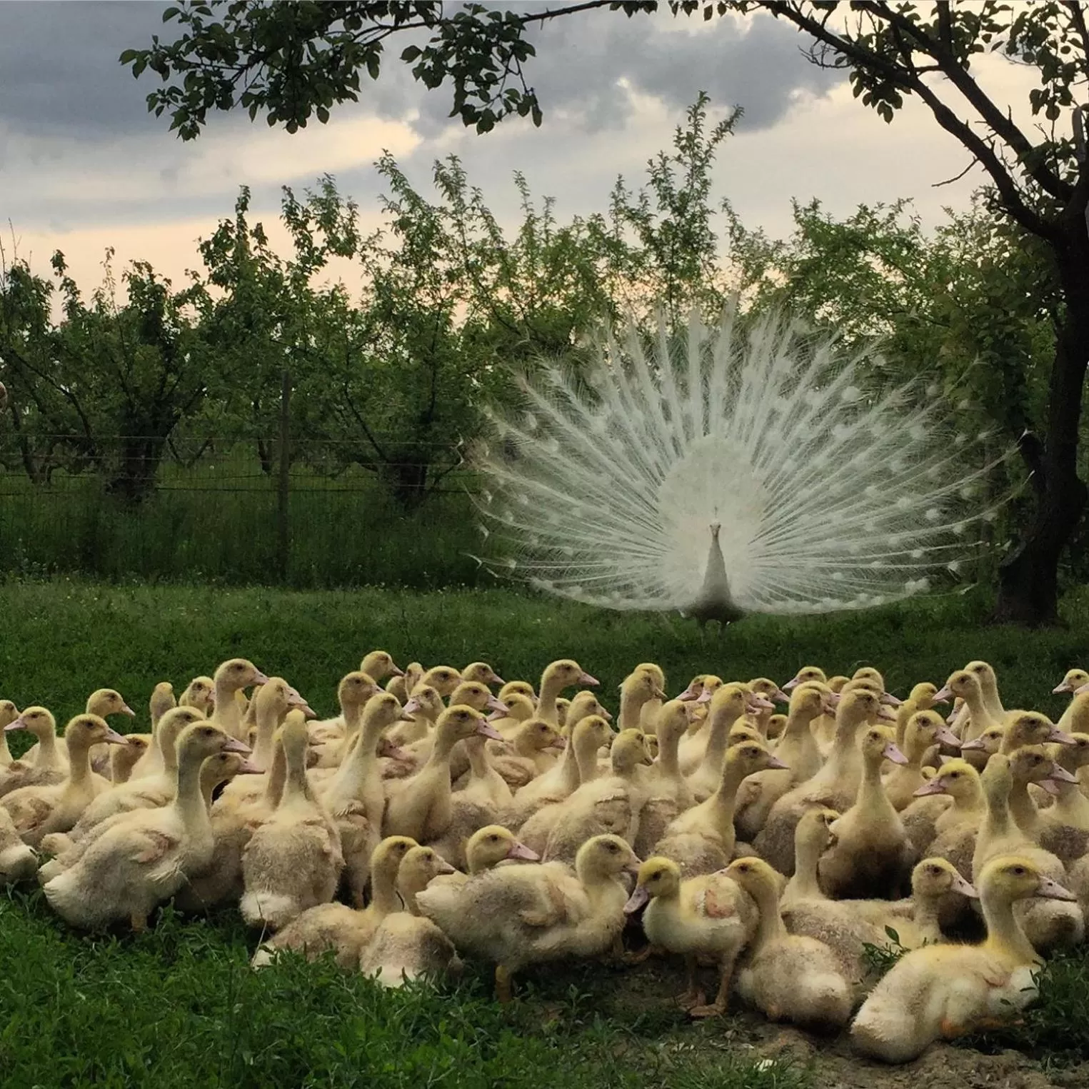 Animals in Agriturismo Porcaloca