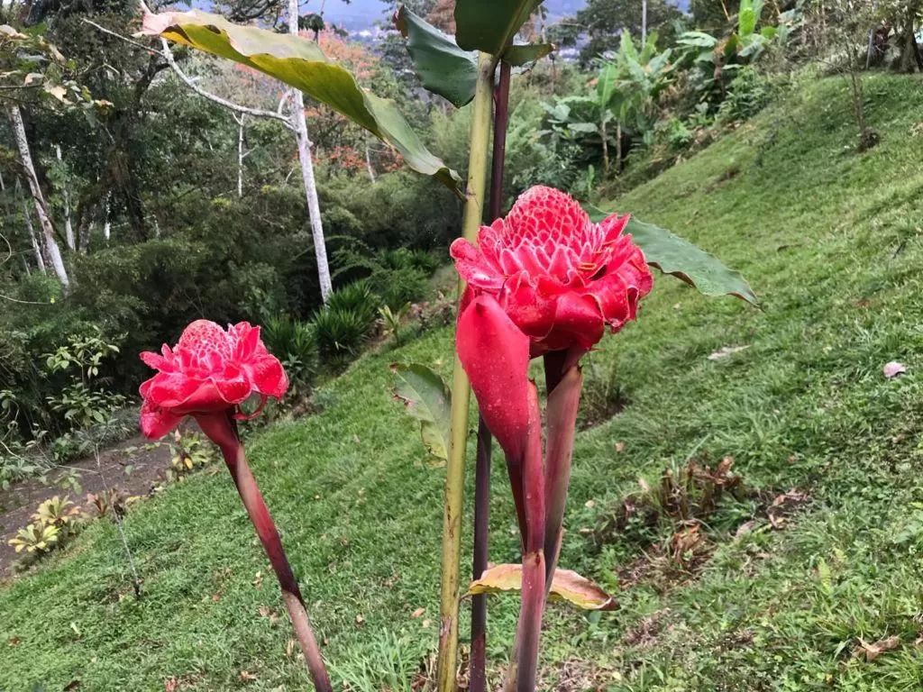 Garden in Hotel Green Mountain turrialba