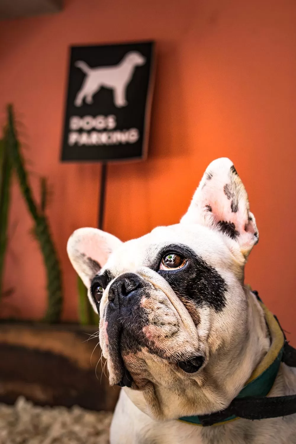 Patio in Hotel Ciclovía & Terraza