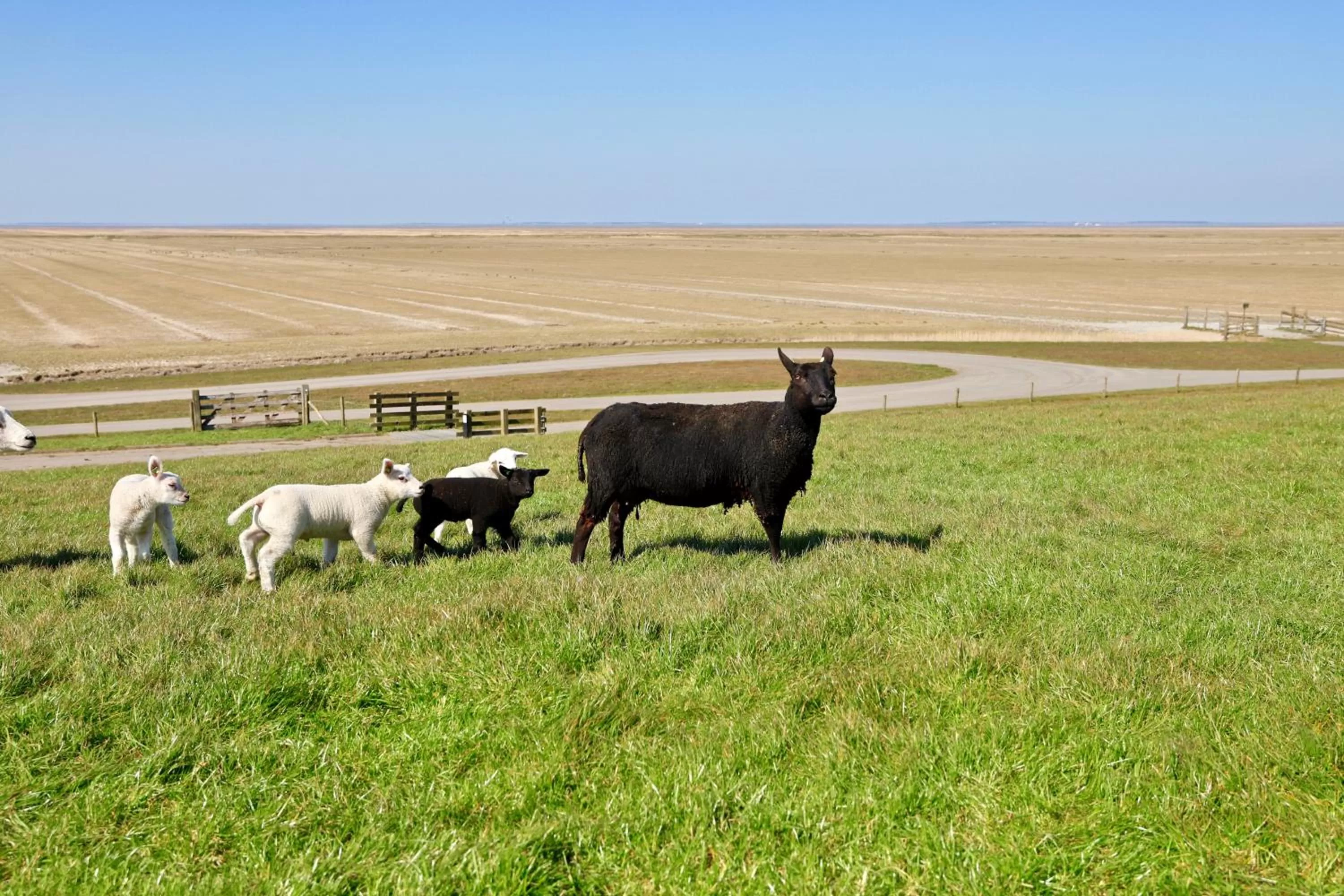 Animals in B & B Marrum Hotel Marrum