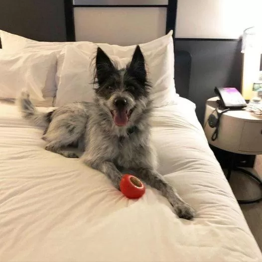 Pets, Bed in Aloft Dallas DFW Airport Grapevine