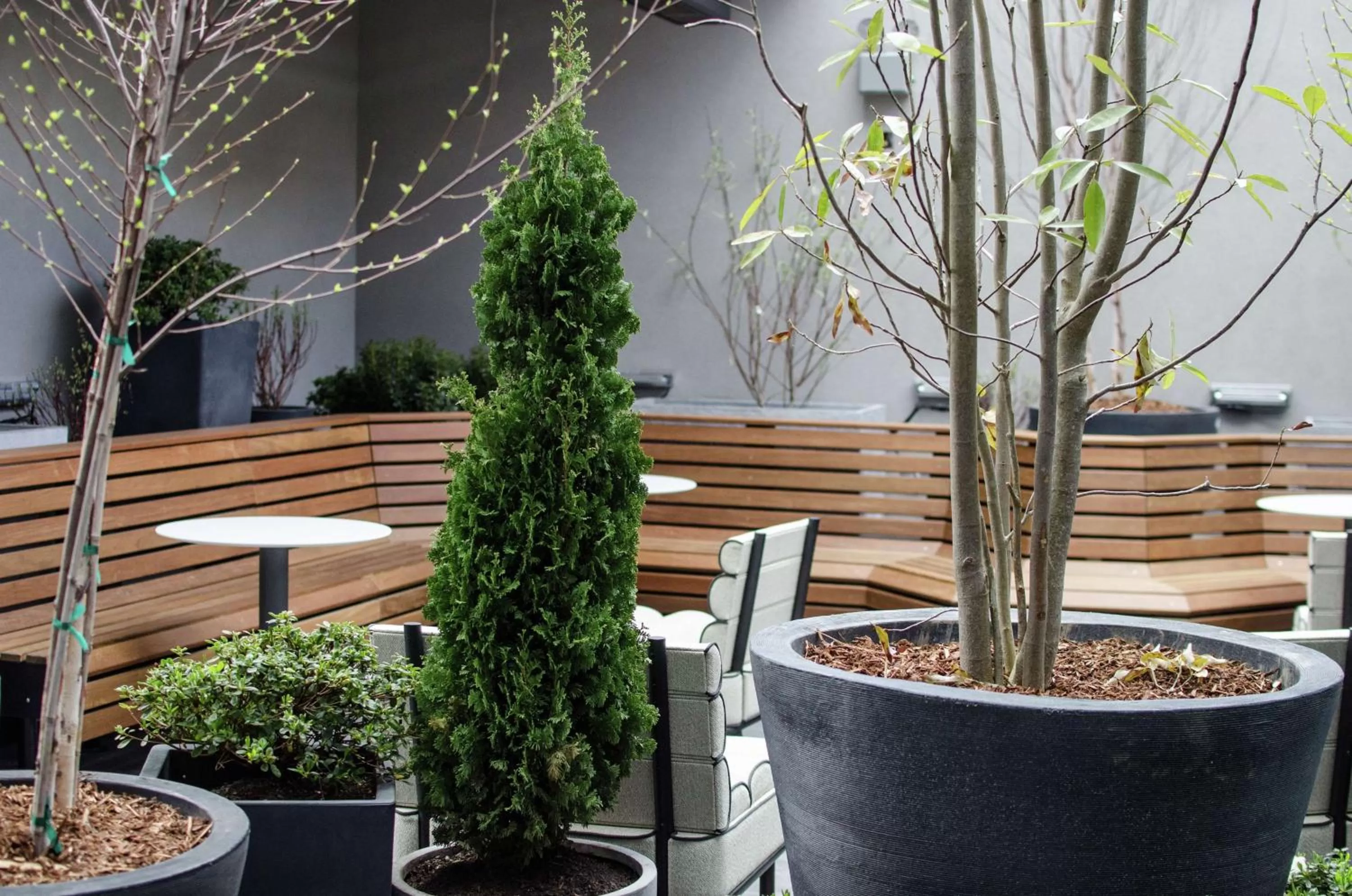 Garden in Freepoint Hotel Cambridge, Tapestry Collection by Hilton