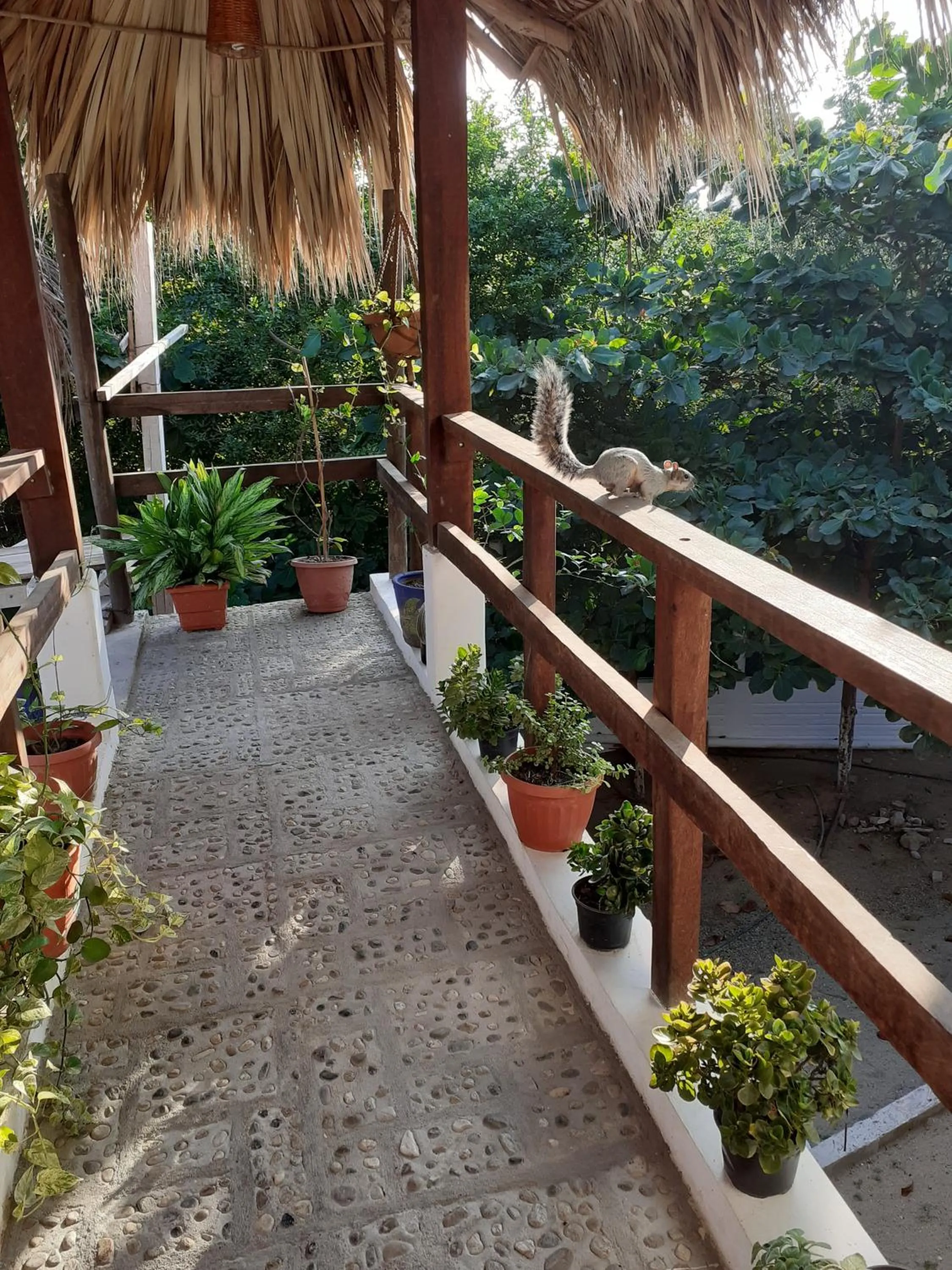 Day in Casa Mazunte Tierra Viva