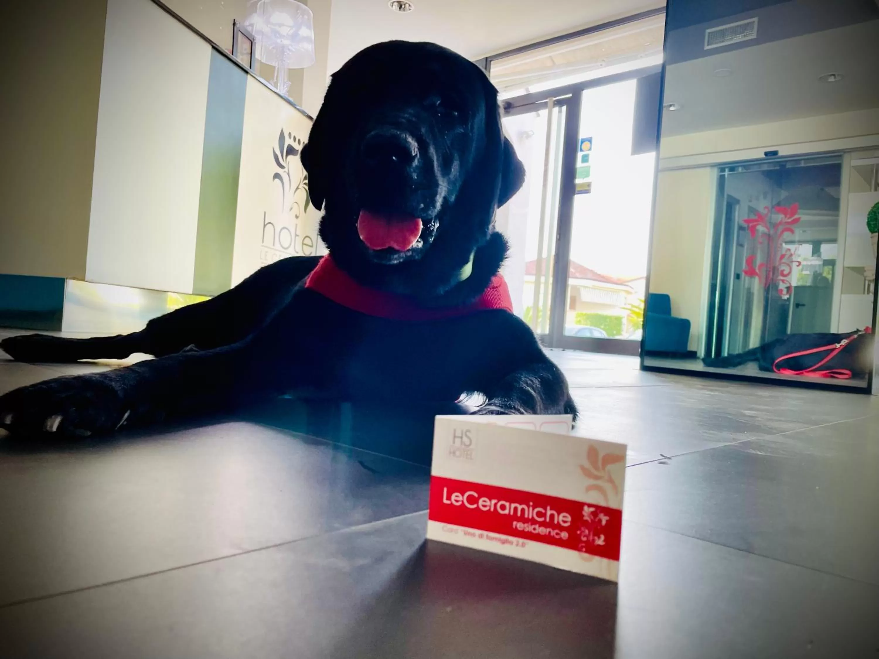 Animals in Hotel Le Ceramiche