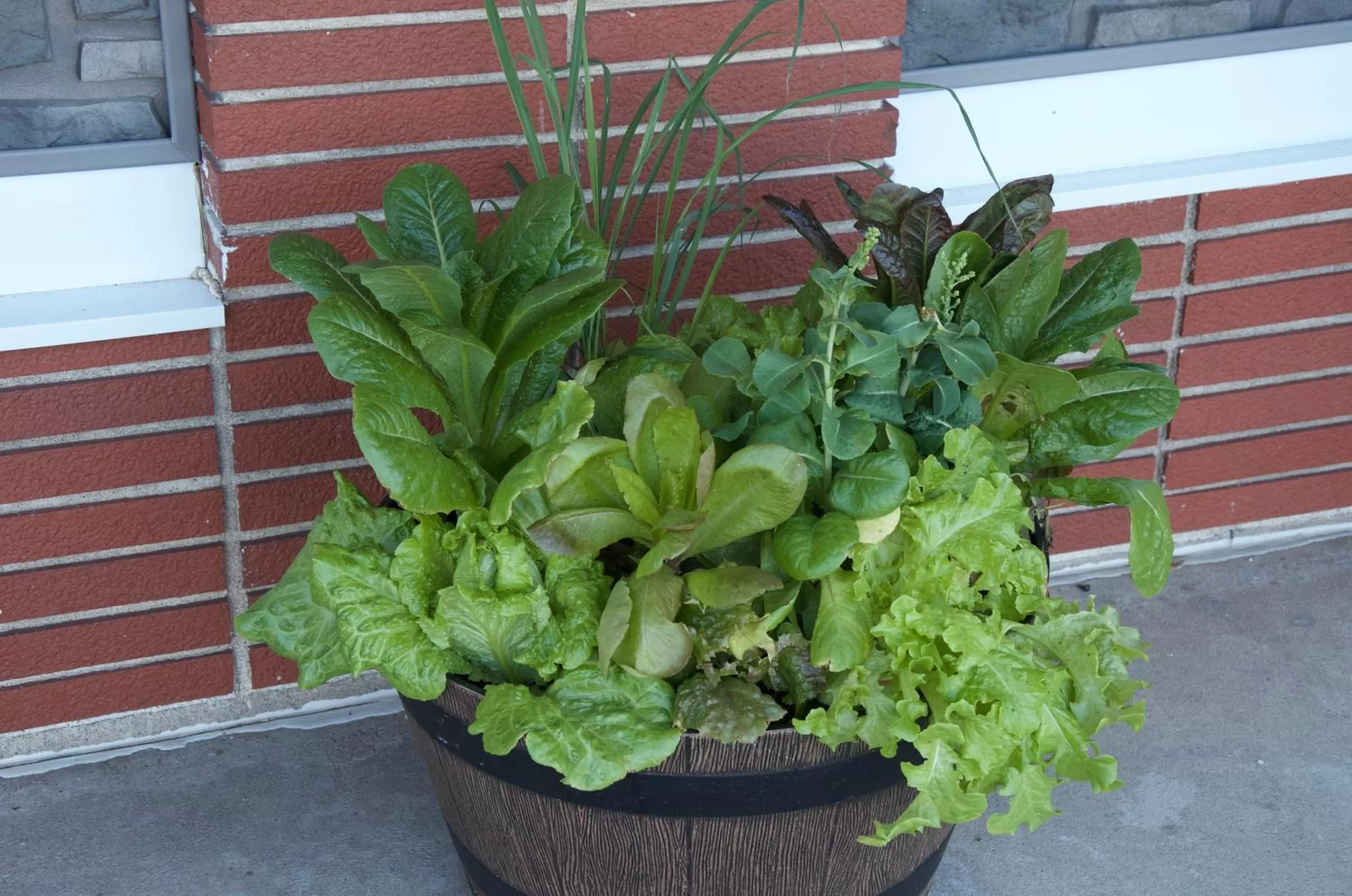 Patio in Sara Glen Motel - Saratoga Springs-Glens Falls