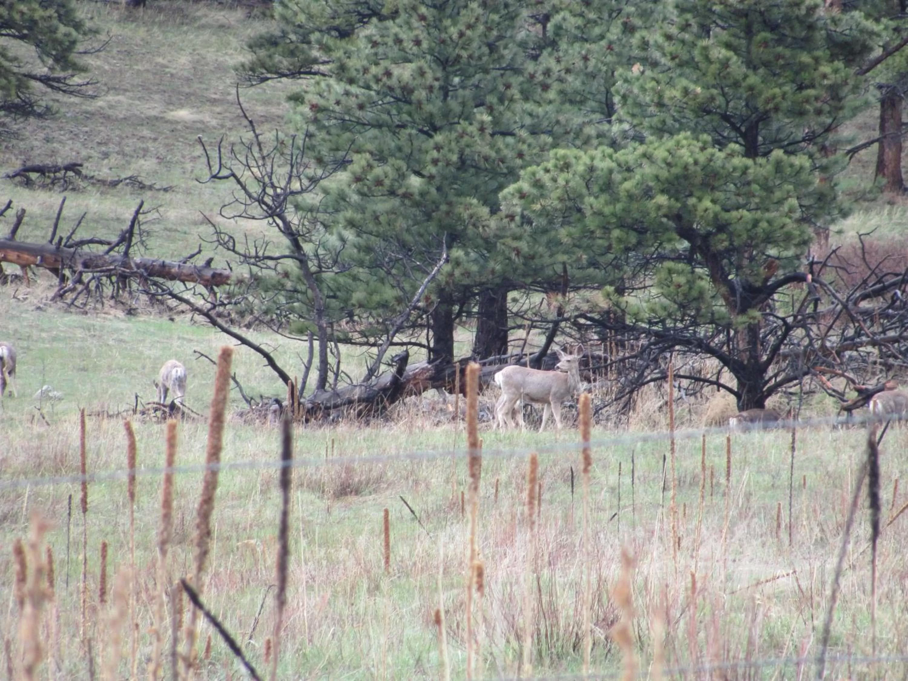 Animals in Franconia Inn